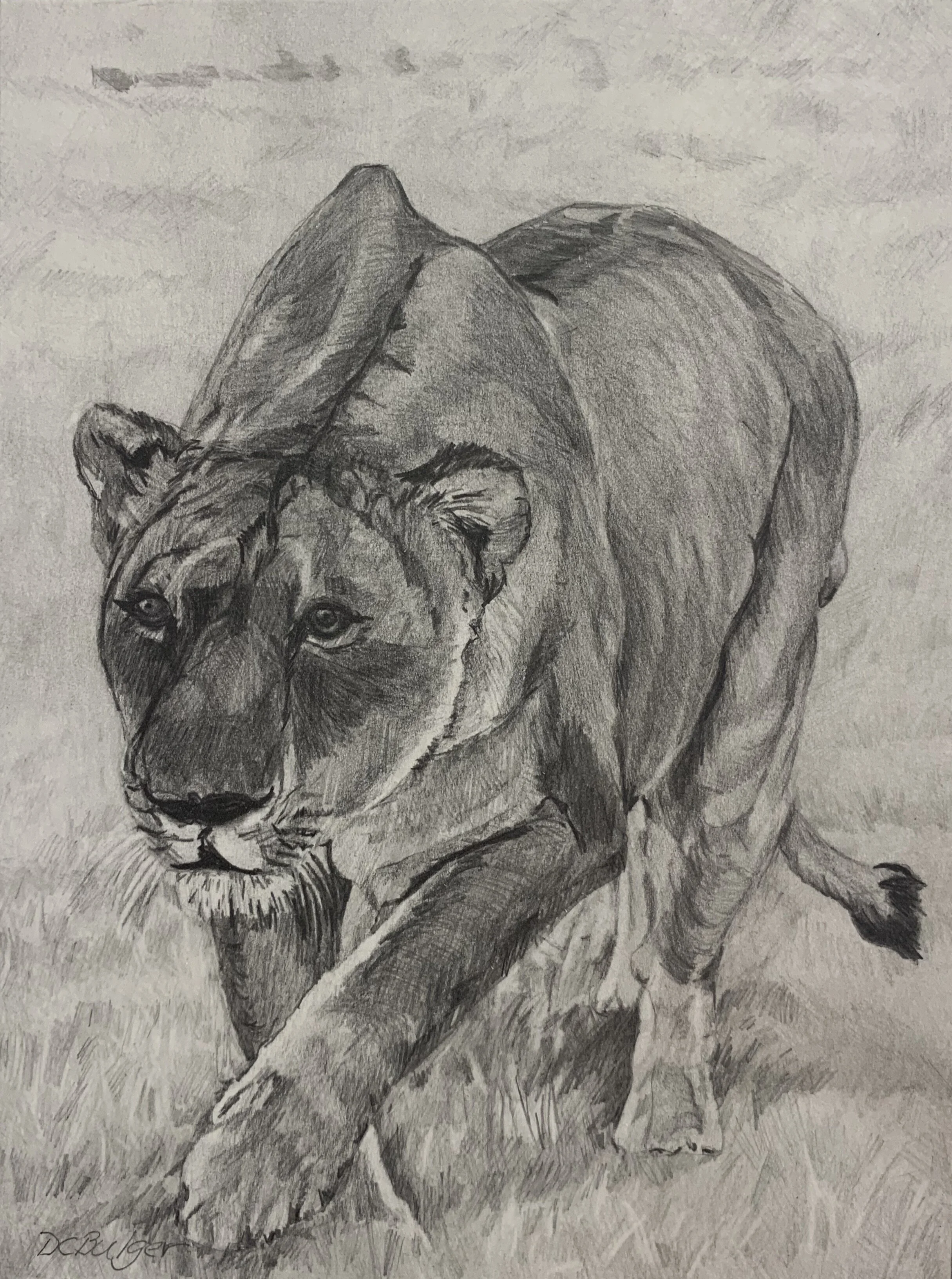 • Lioness •