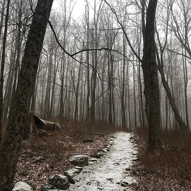A beautiful morning walk in the woods 🌲