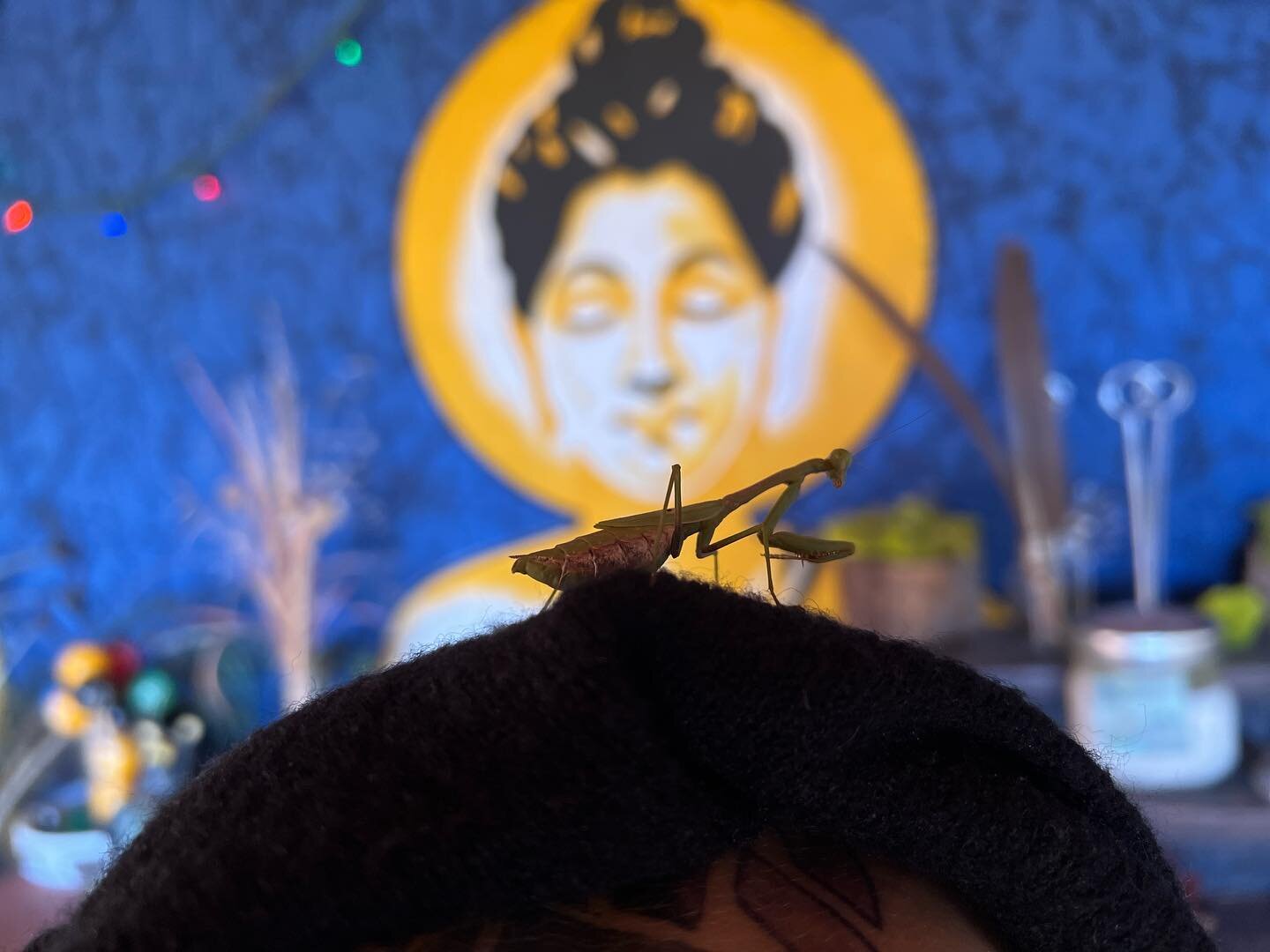Always grateful for a #prayingmantis in the #meditation space 🙏