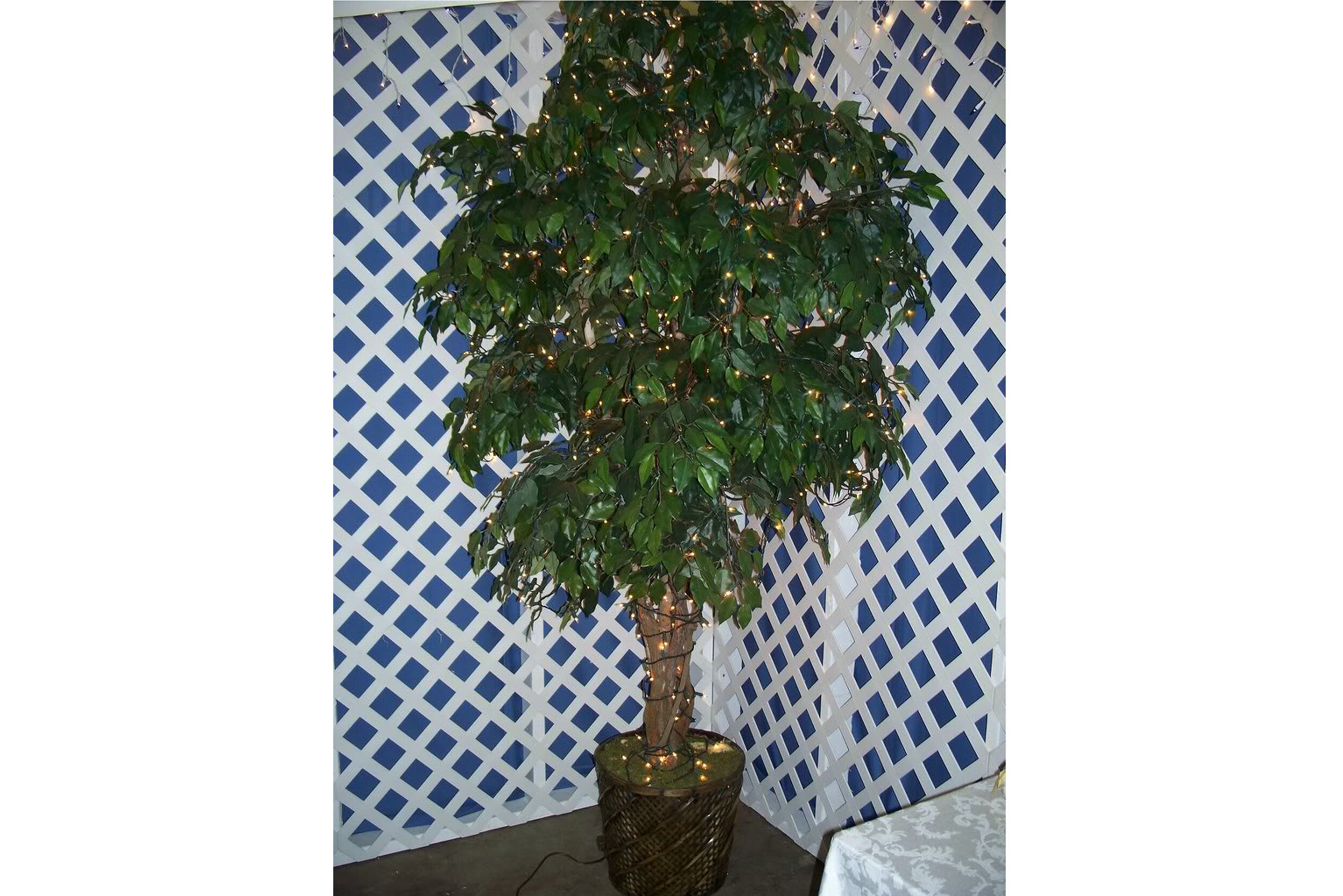 Lighted Ficus Tree 6' - 8' | $7.50-$15