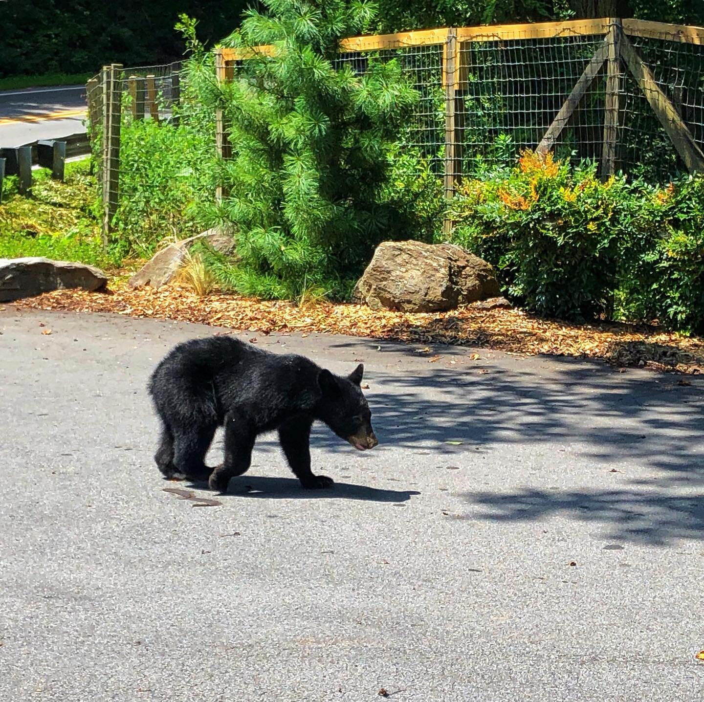 Just another day in #asheville up at #sunsetmountainretreat .
.
.
#bears