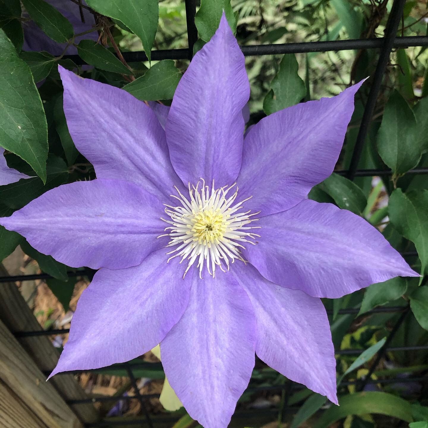 Spring in the mountains!

#ashevillenc #mountains #passionflower #828isgreat