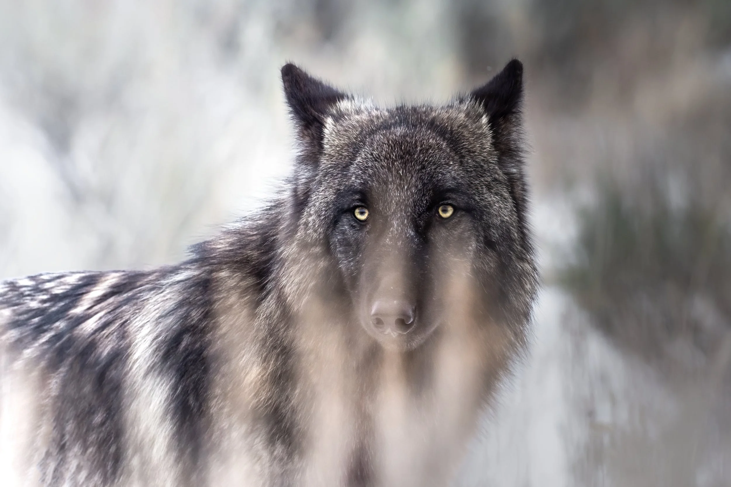 Fine Art Photograph of Black Wolf in Yellowstone National Park