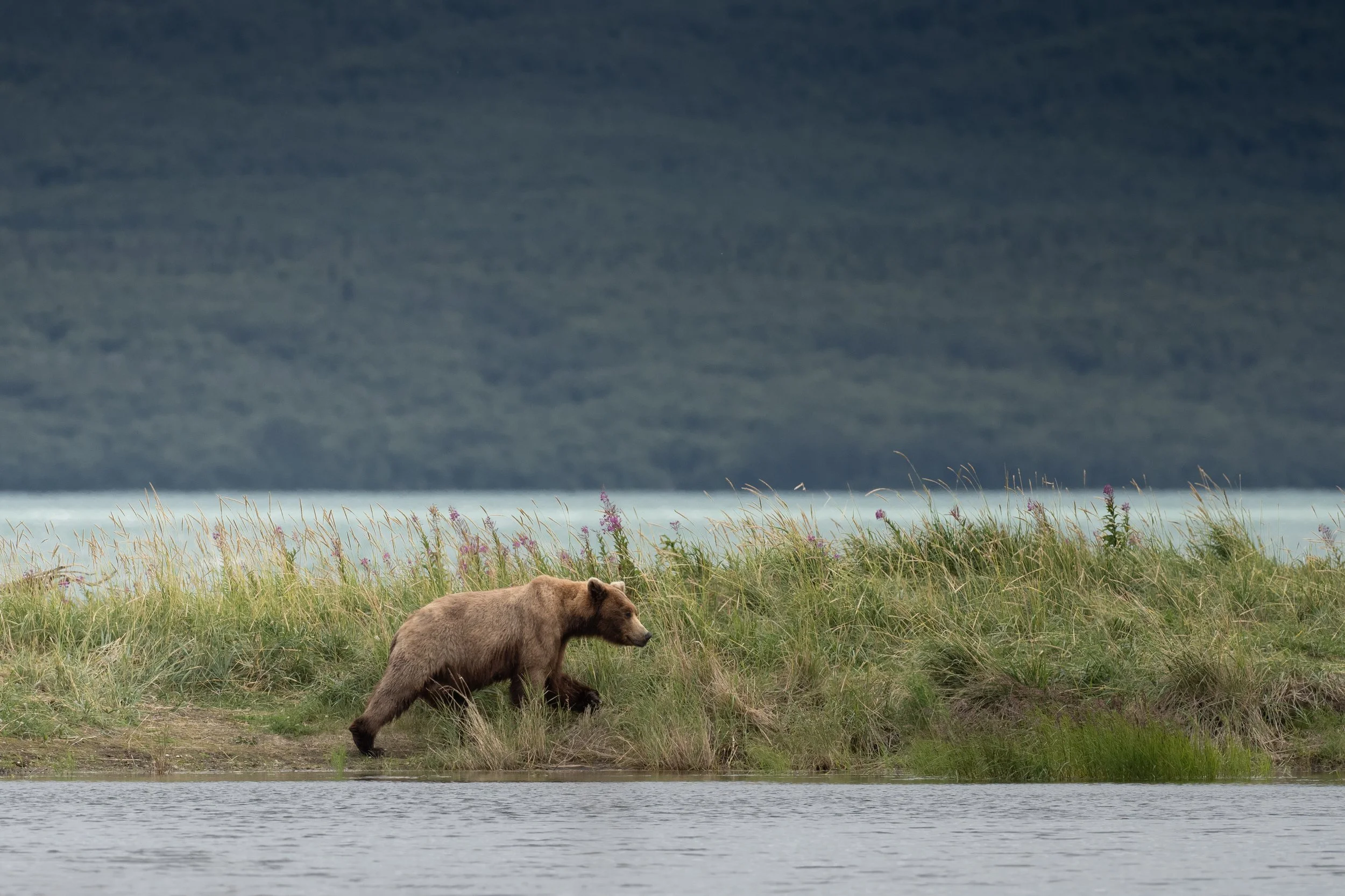 Walk on the Shoreline