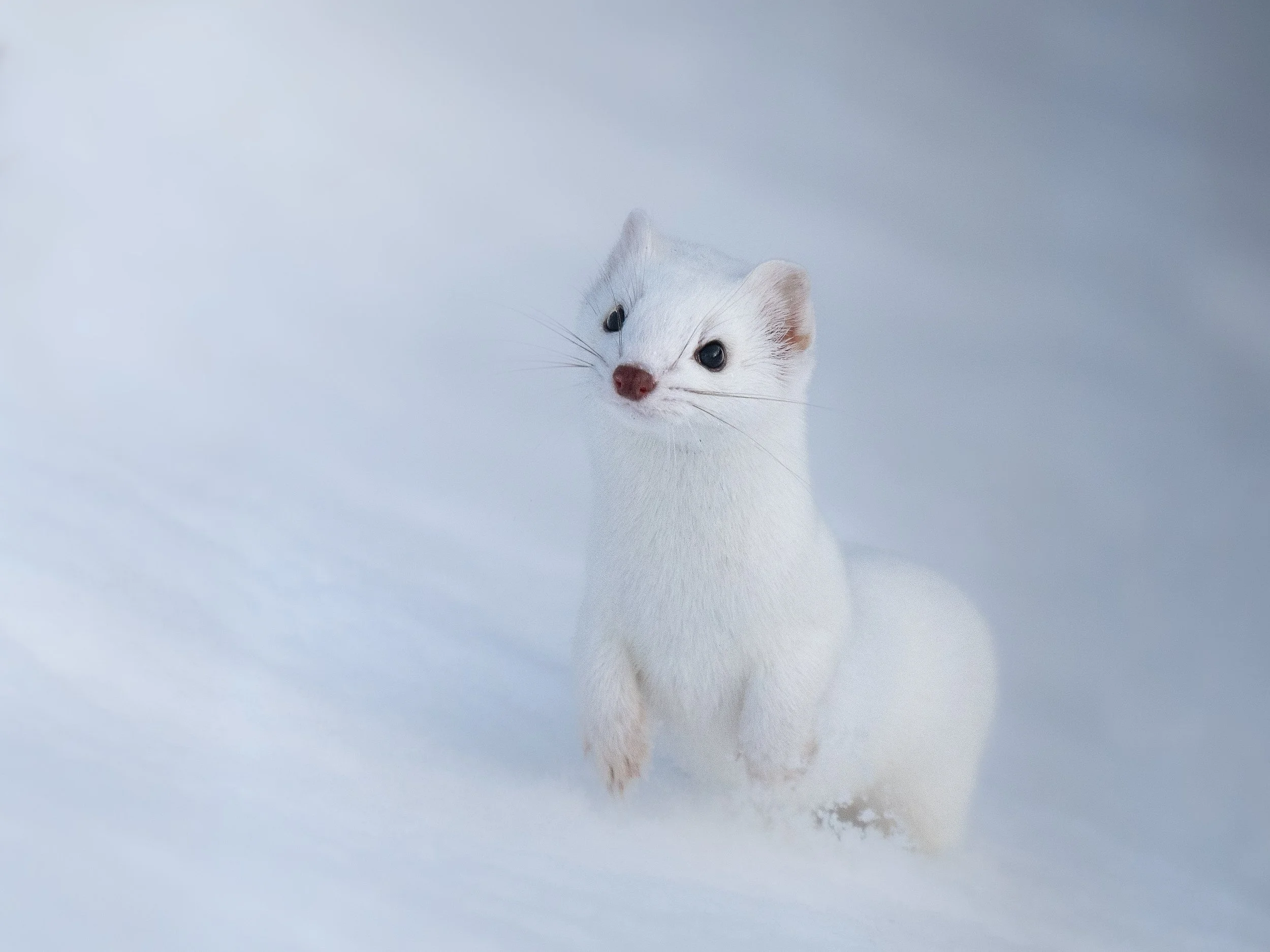 Winter Weasel