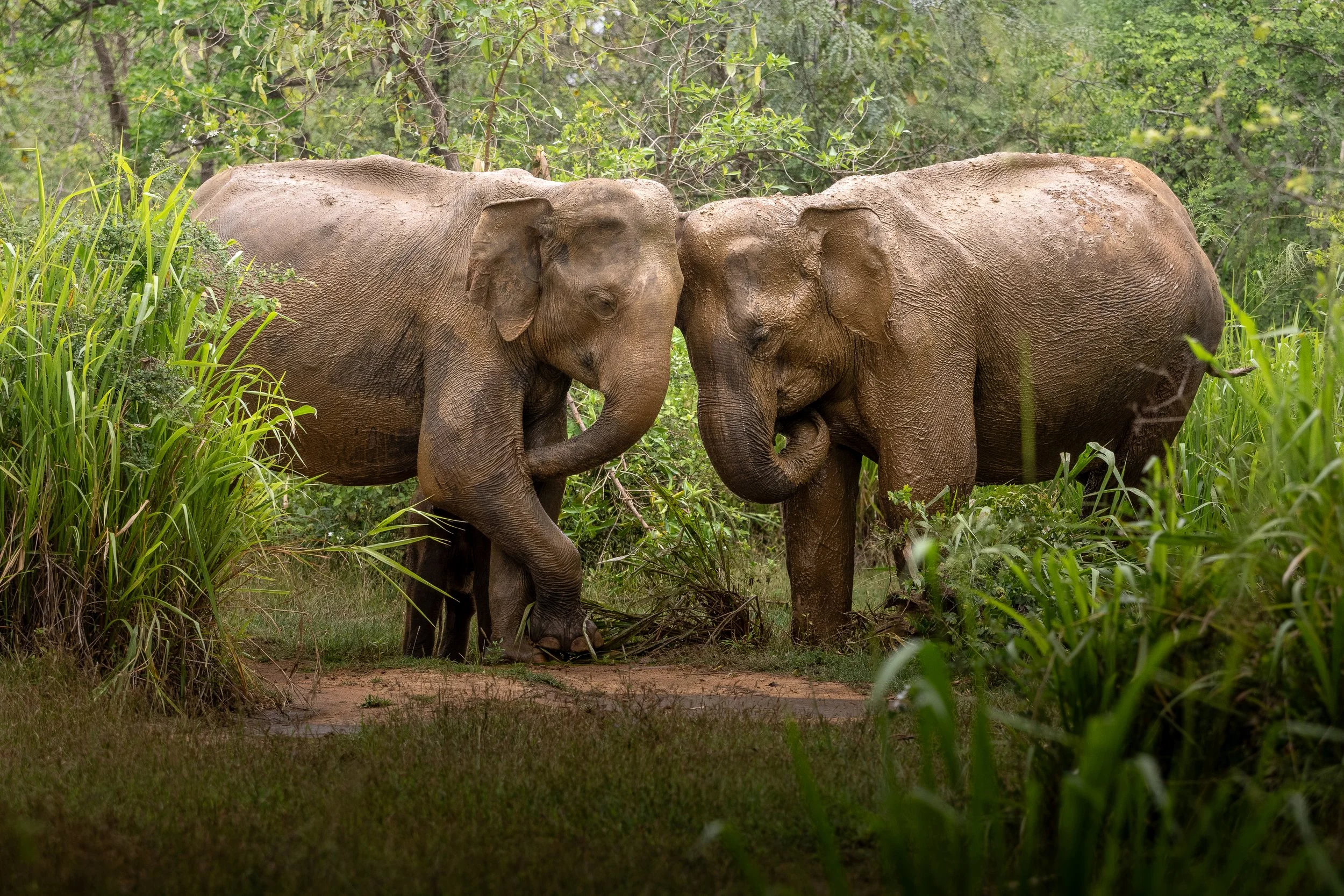 Wildlife-TiffanyTaxis-4.jpg