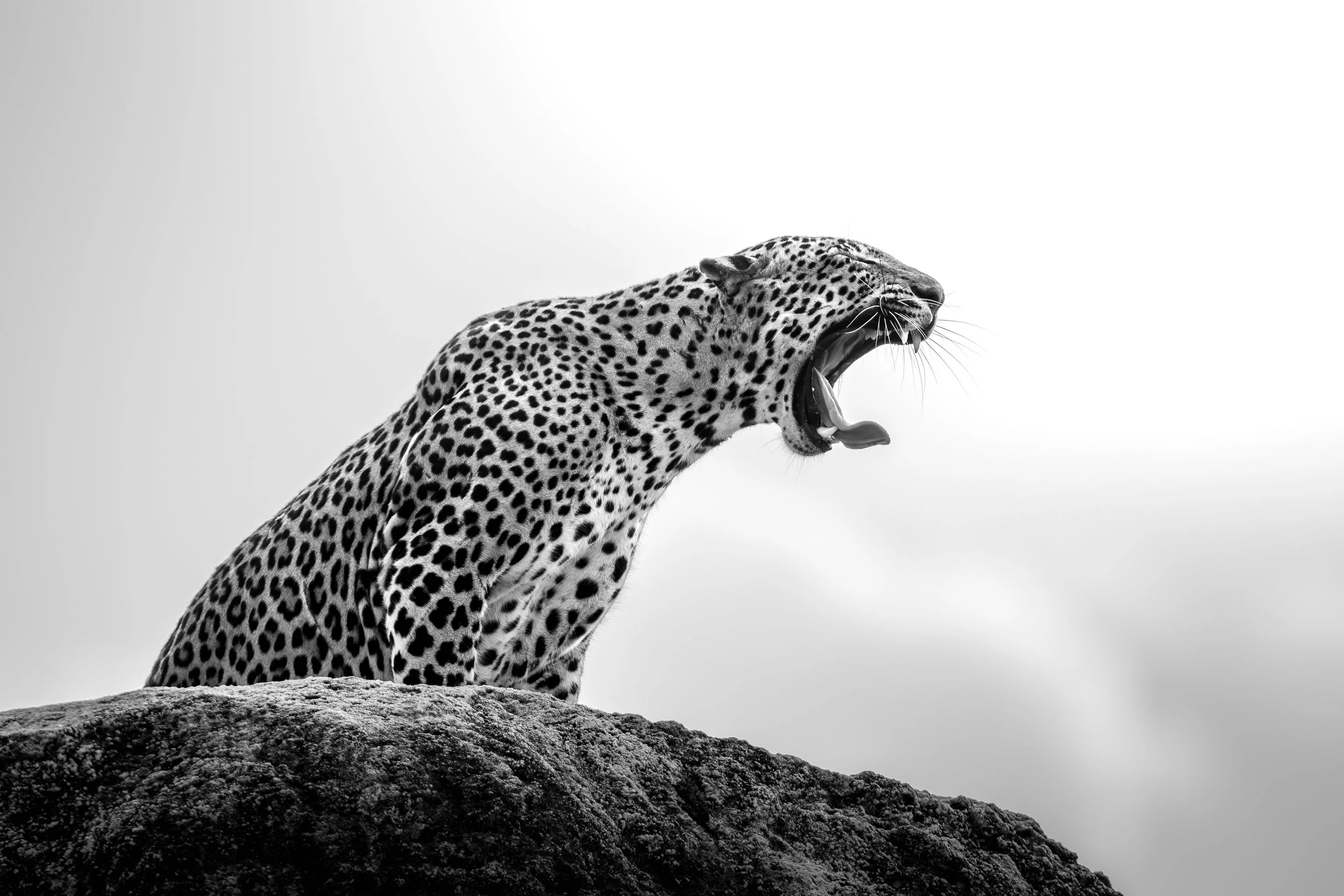 Wildlife-TiffanyTaxis-5.jpg