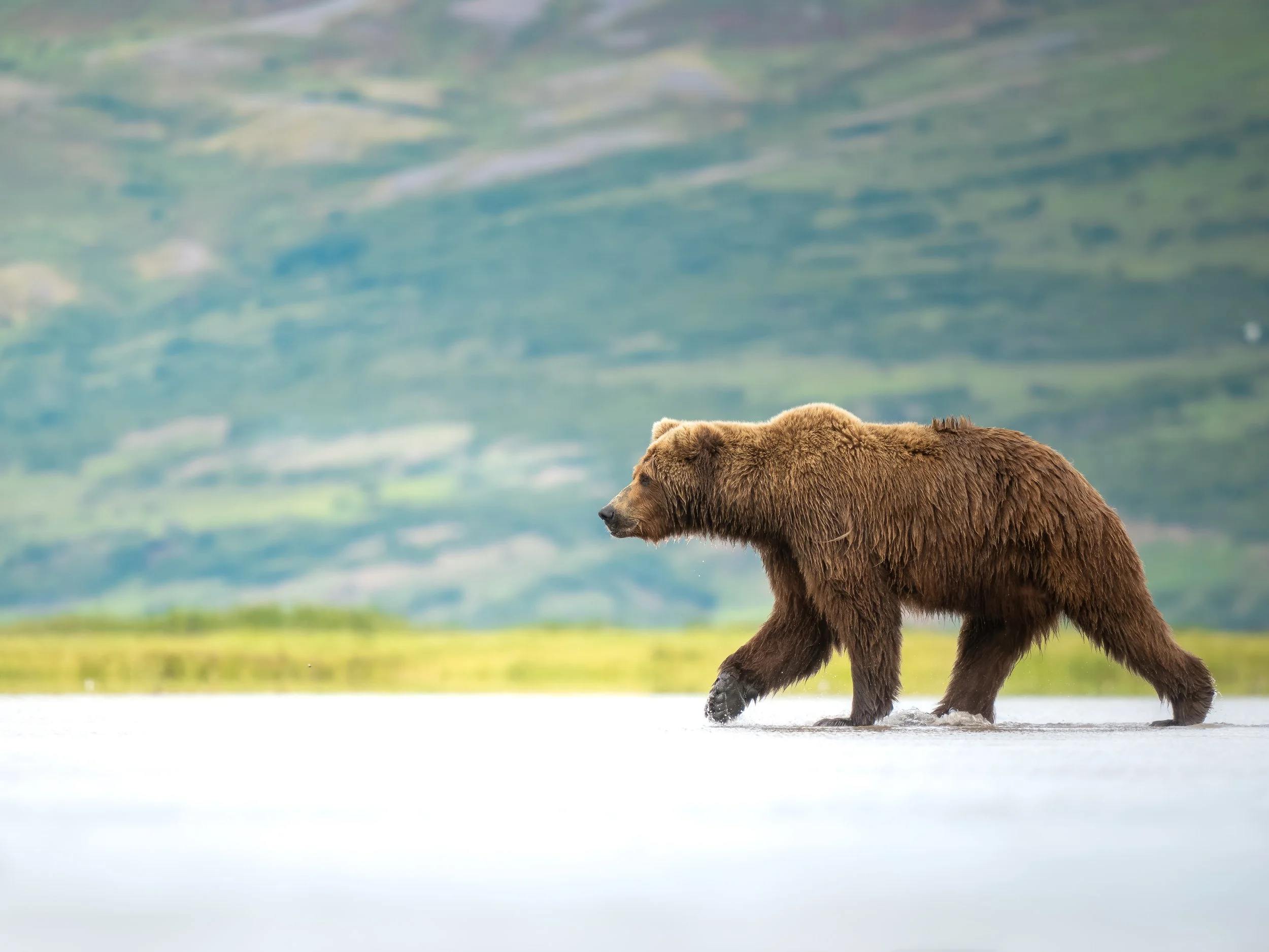 Wildlife-TiffanyTaxis-3.jpg