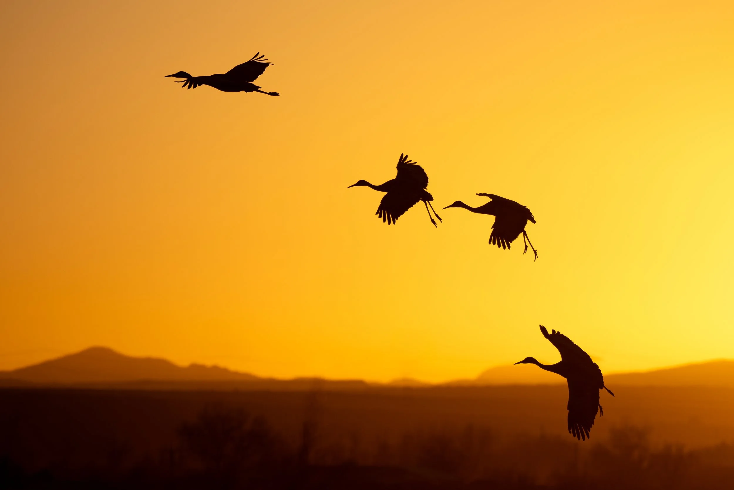 Flock in Flight