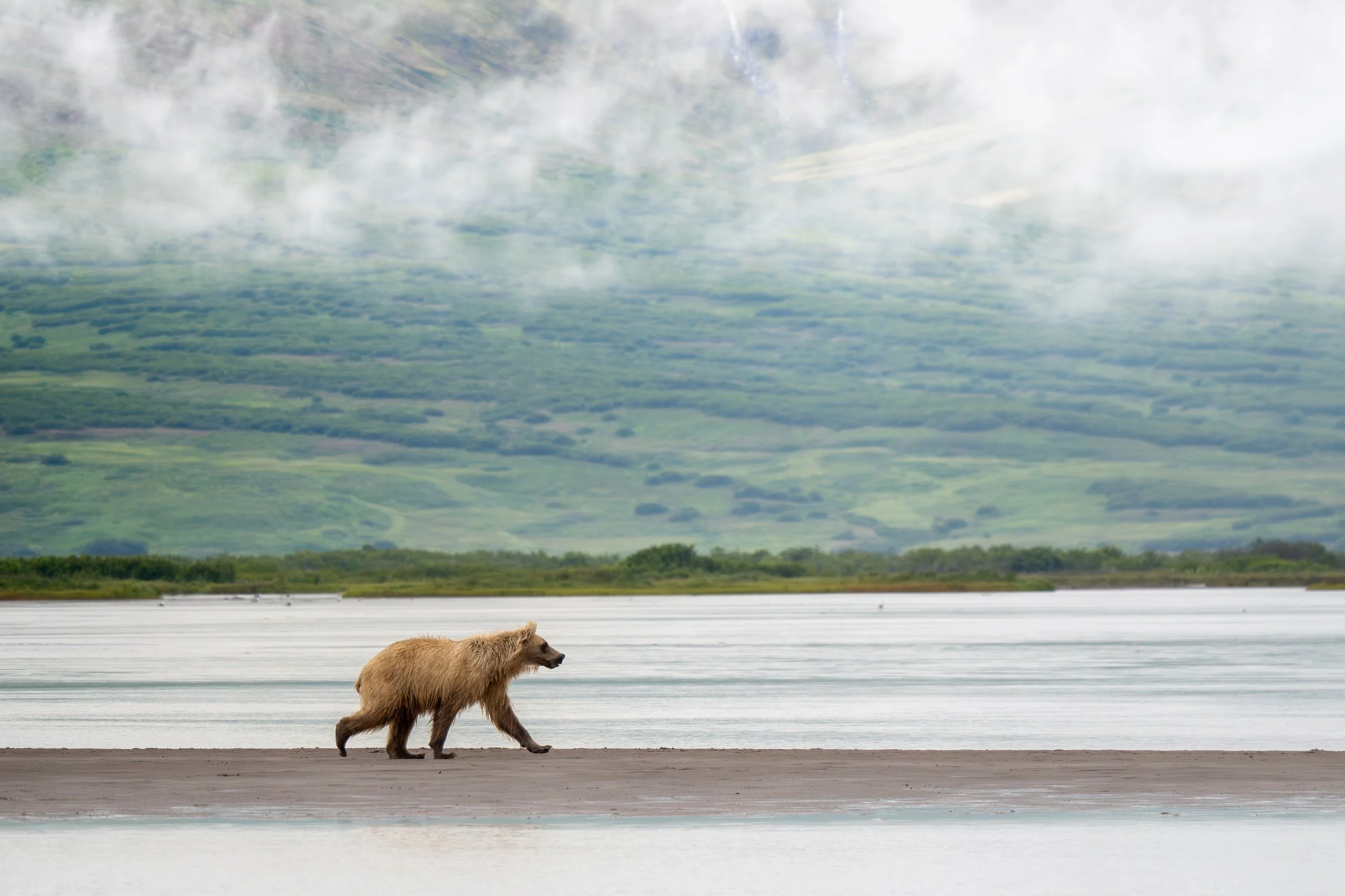 Wildlife-TiffanyTaxis-1.jpg