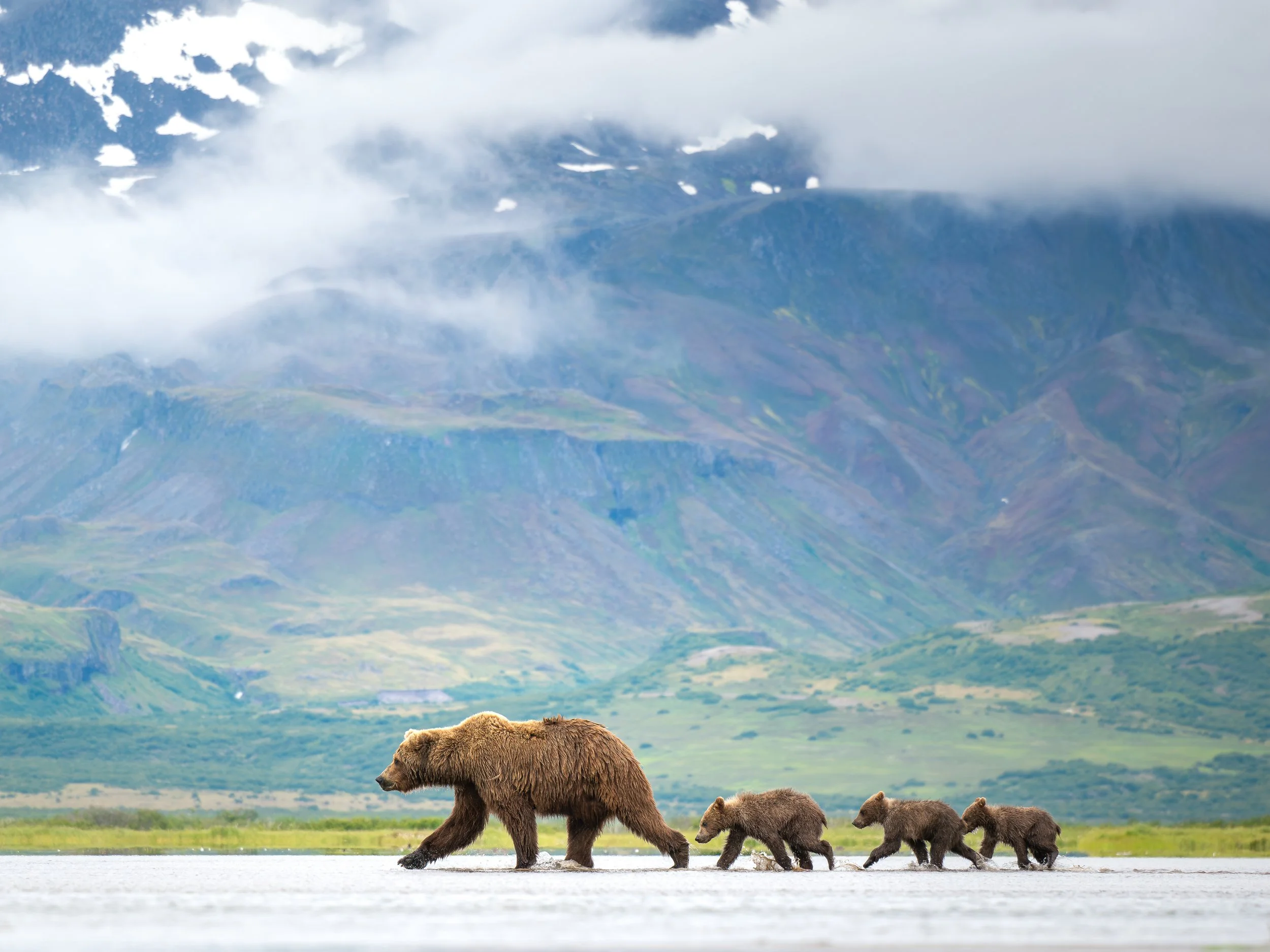 Wildlife-TiffanyTaxis.jpg