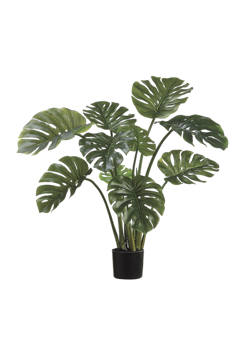Green Tropical Monstera Plant