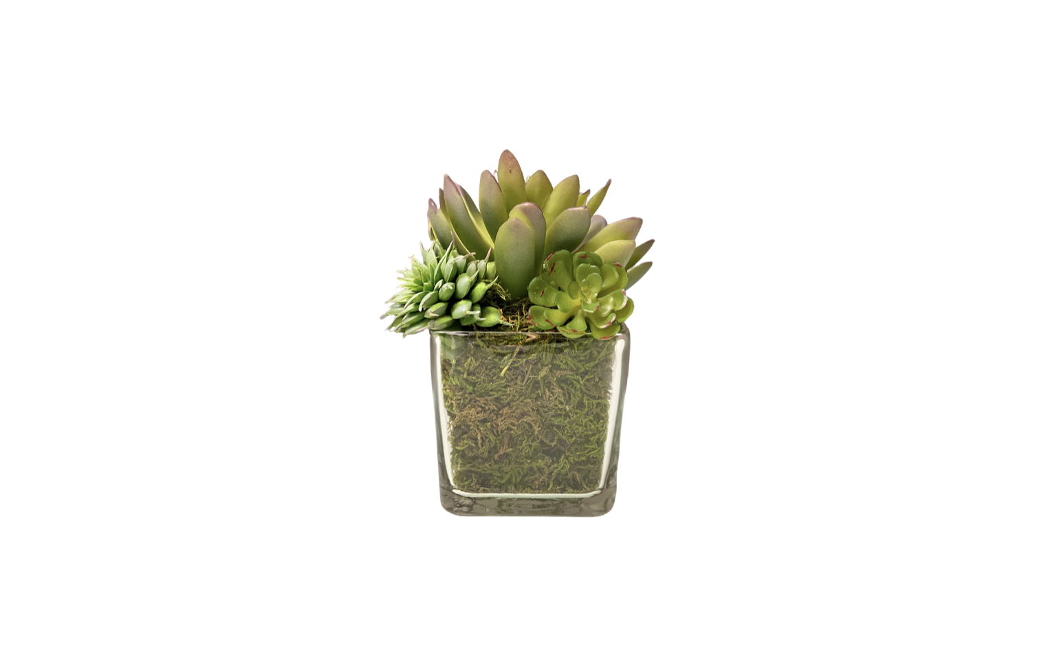 Sweet Buds Succulent Arrangement