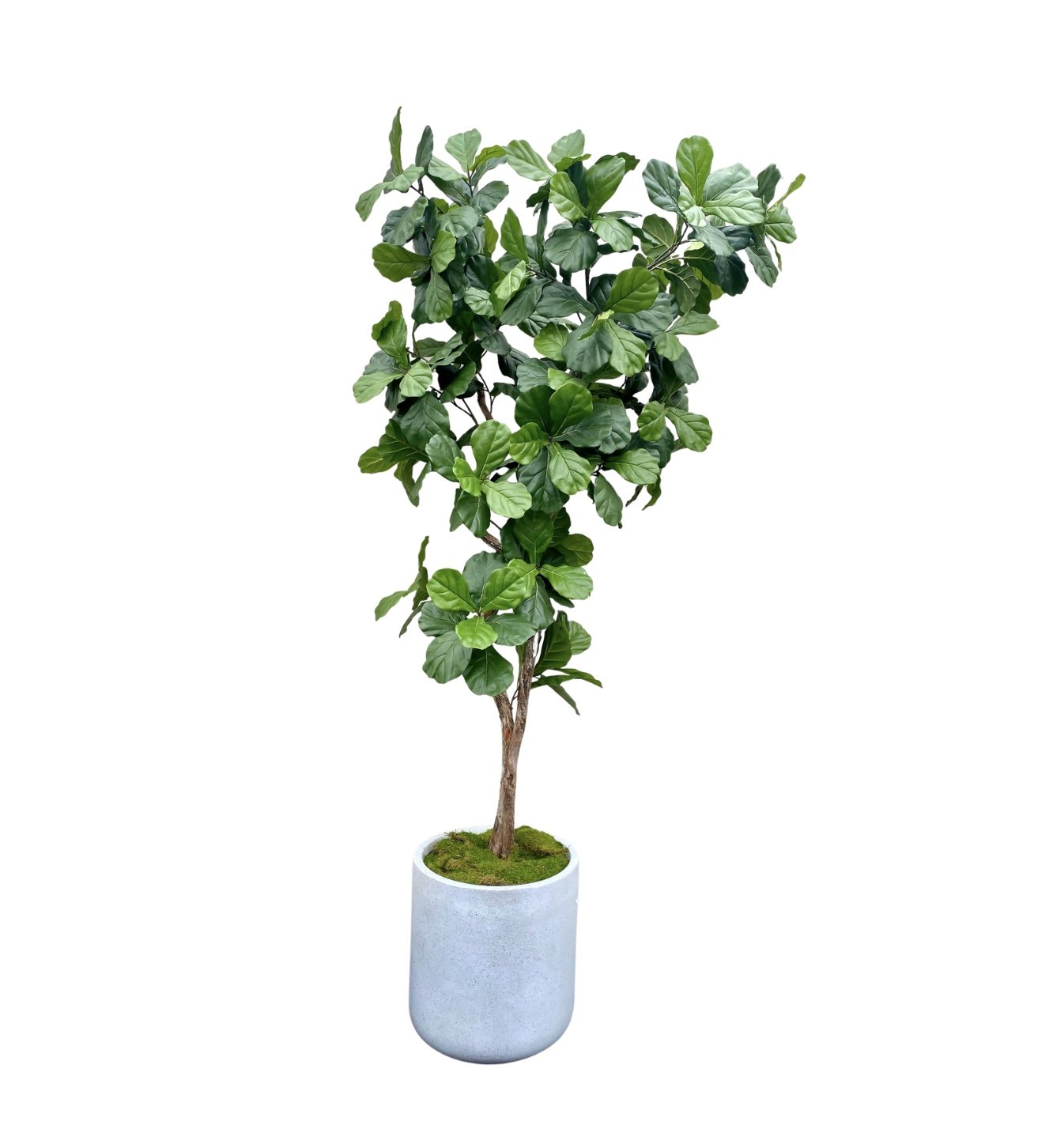 Premium Custom Fiddle Leaf Fig Handmade Tree