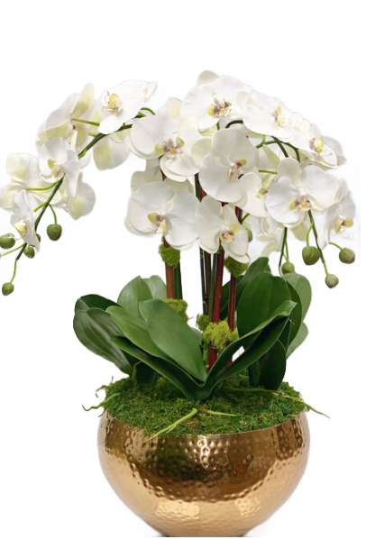 Bright Sunshine Orchid Arrangement