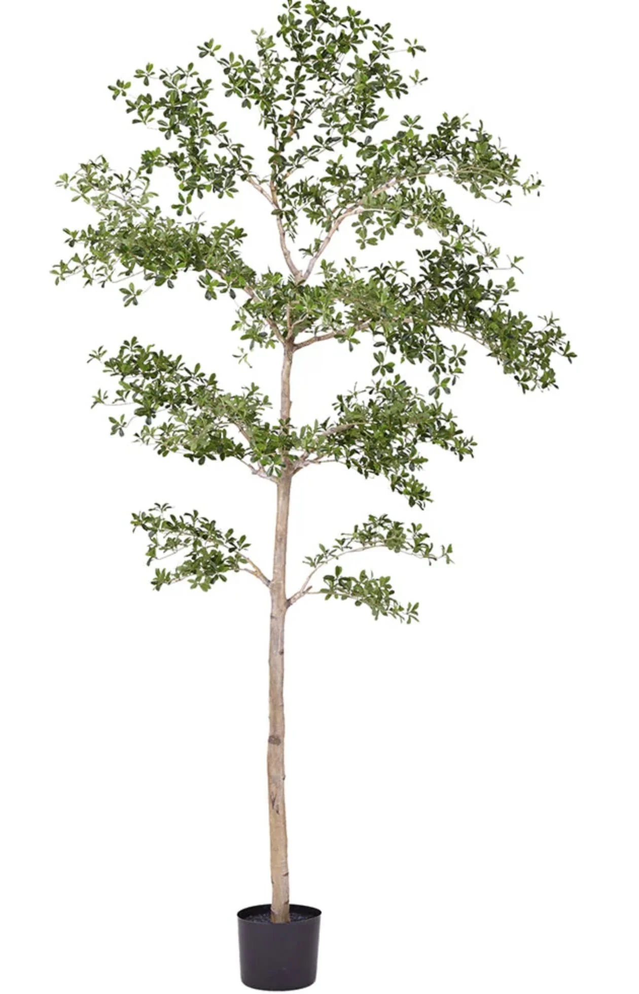 Premium BLK Shady Lady Handmade Tree