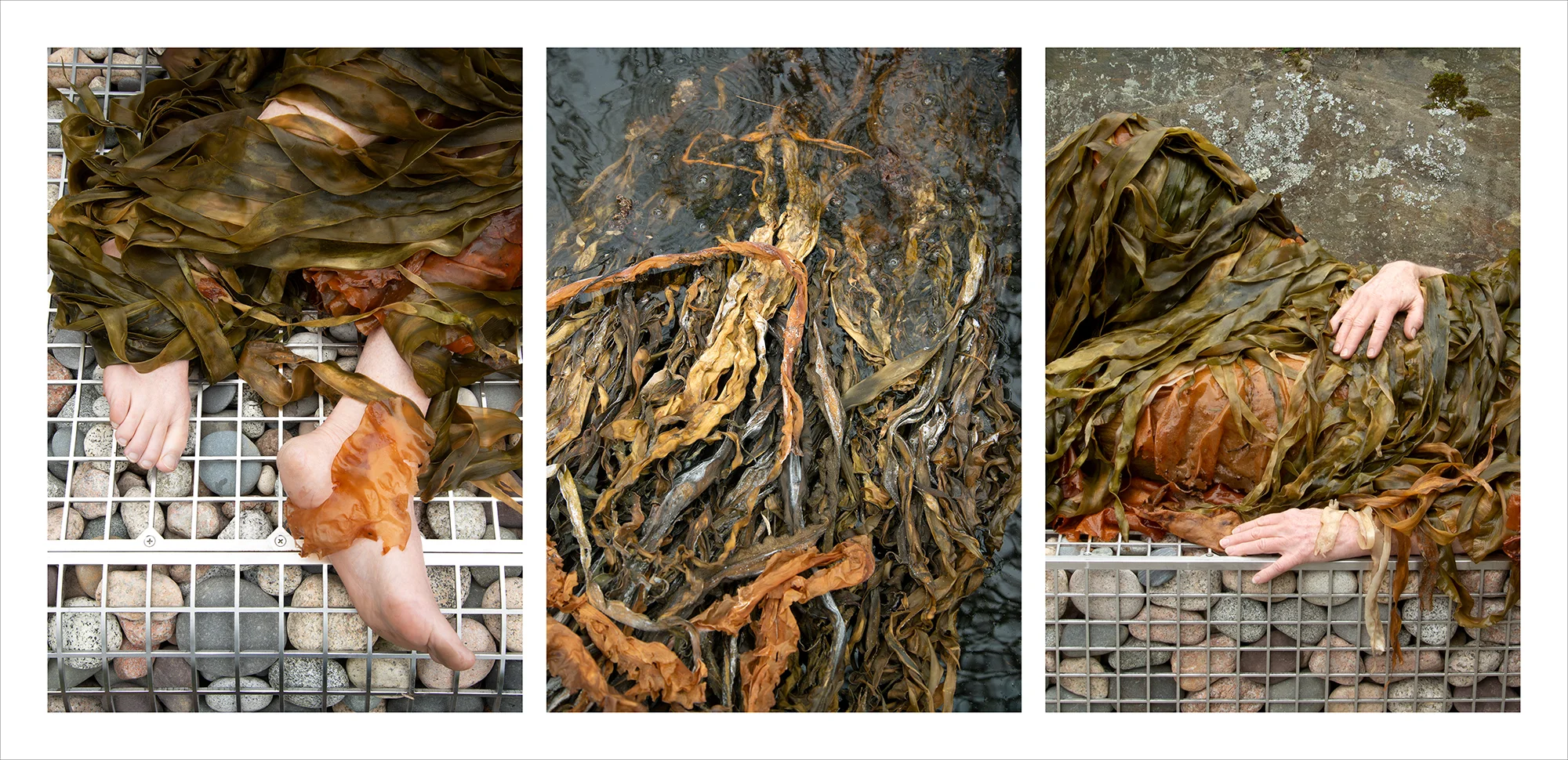 “Algae Visions Triptych,” Celeste Roberge & Joy Drury Cox