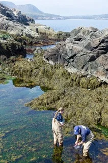 Tidepool Research Otter Cliffs.jpg