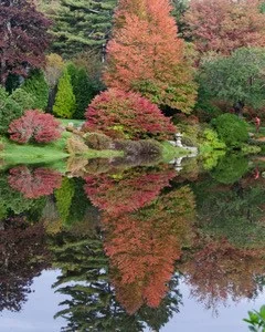 Autumn Asticou Azalea Gardens.jpg