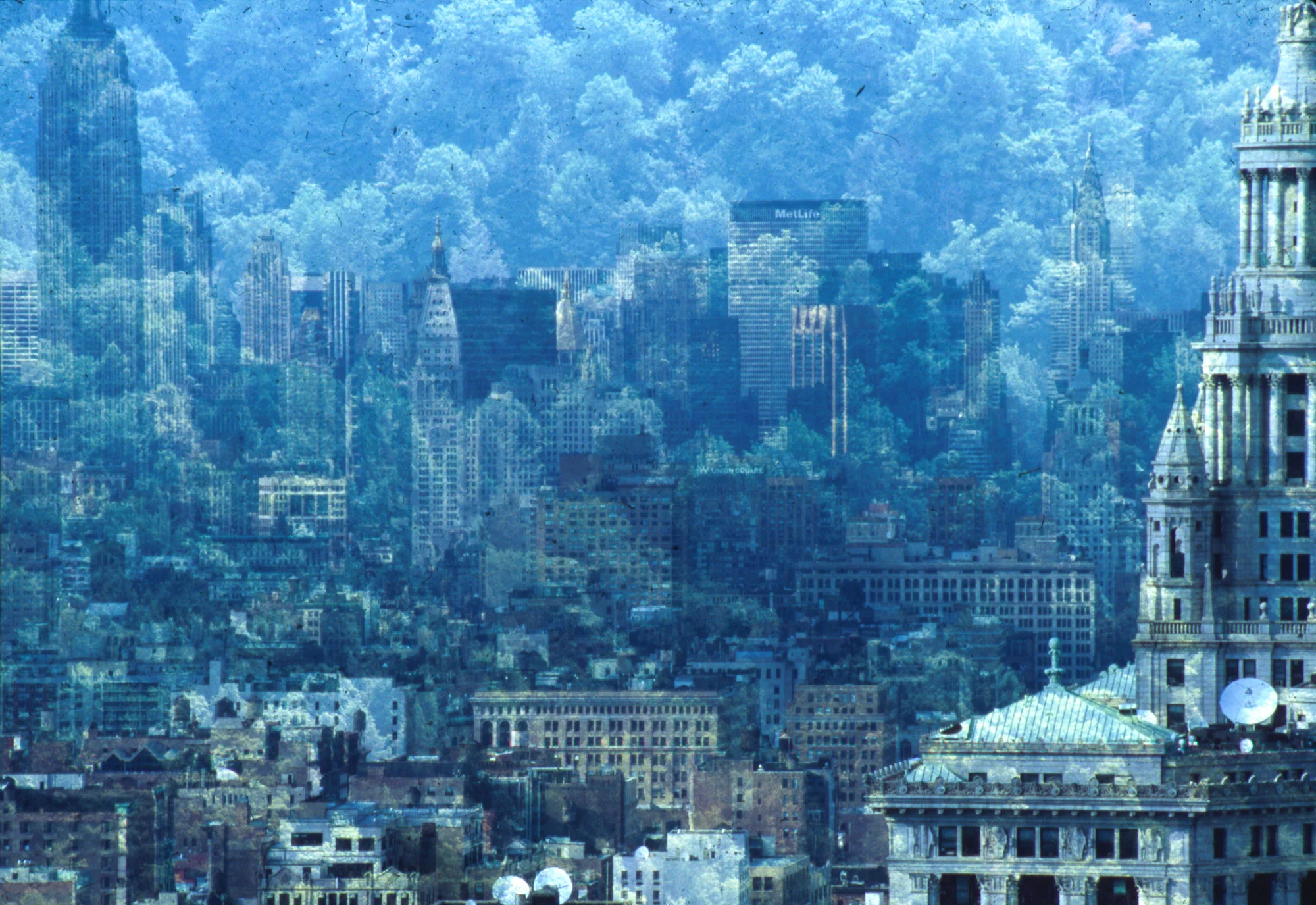 Reforestation.jpg