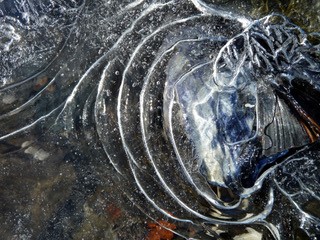 Sea Ice Bar Harbor.jpg