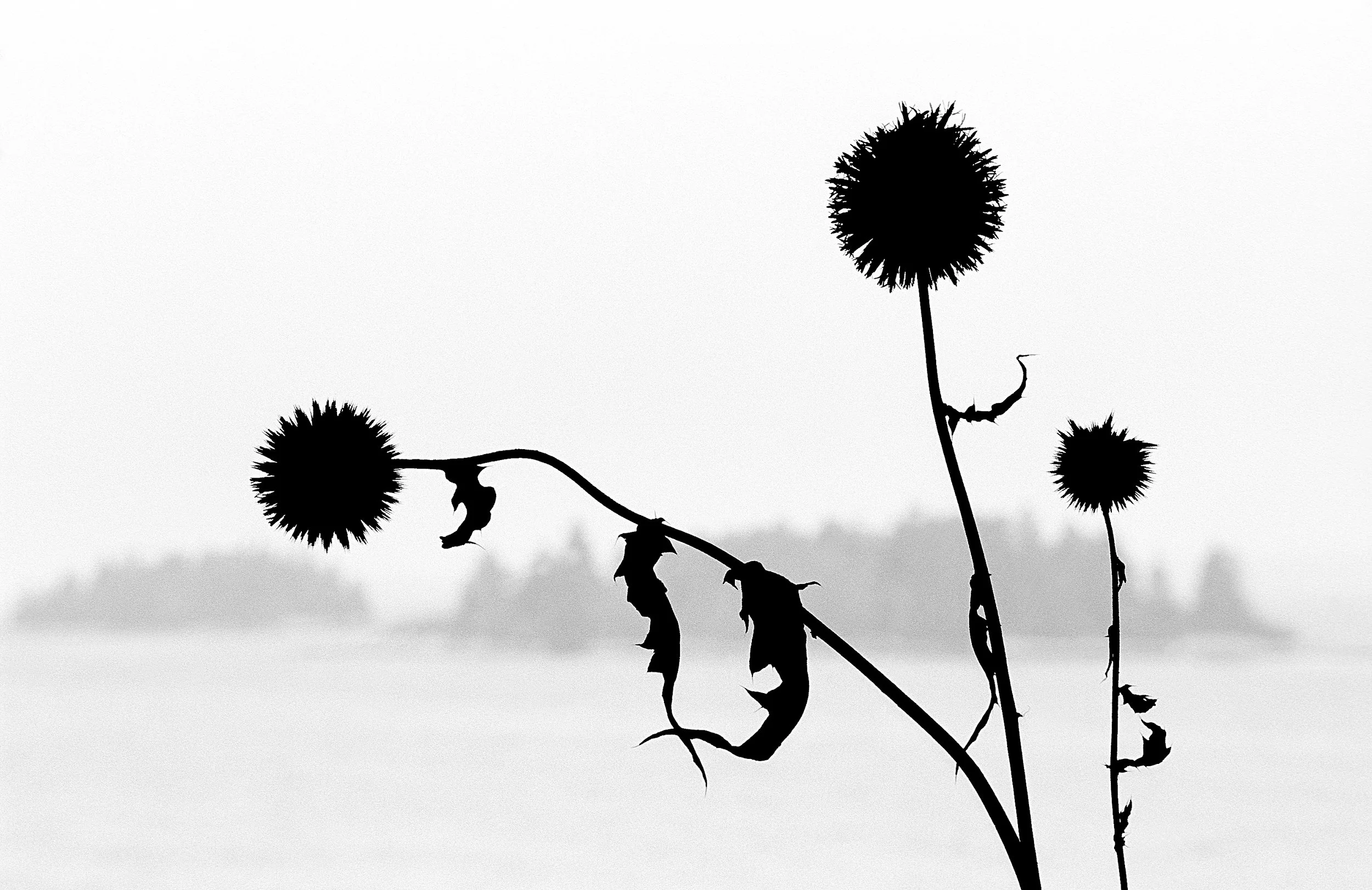 Thistle & Isles.jpg