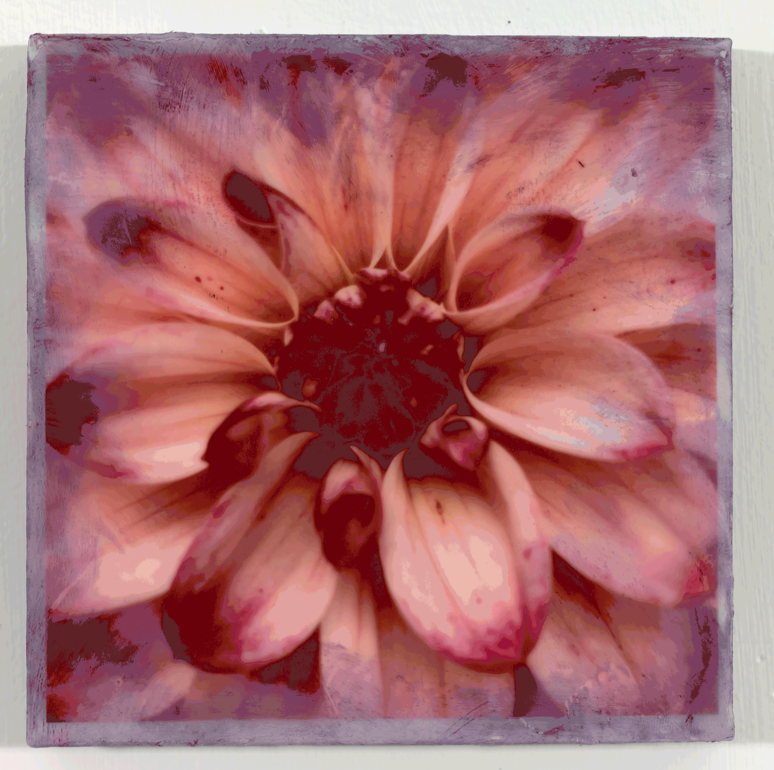 Dahlia 05008