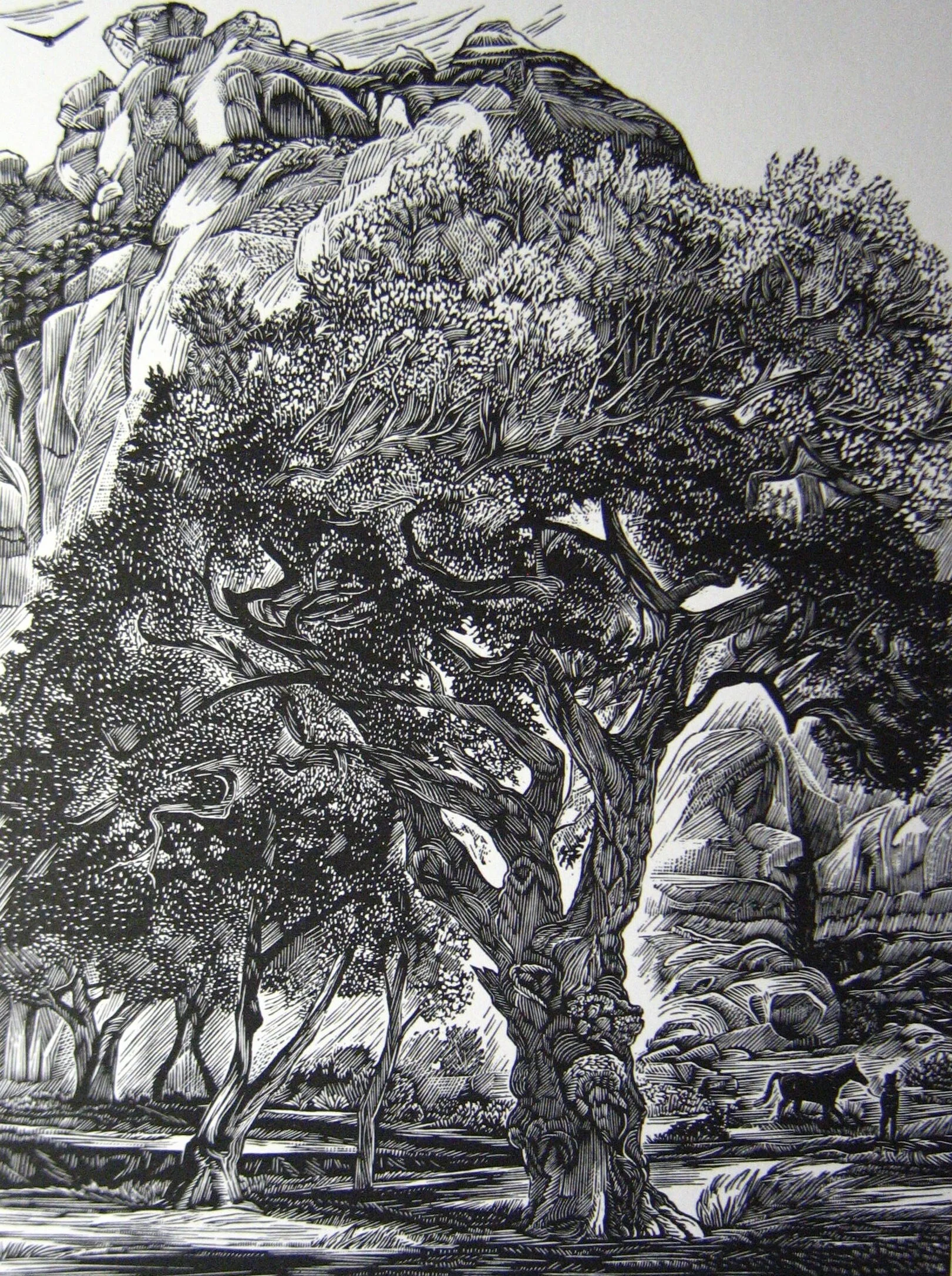 Siri Beckman, Old Cottonwood (2008)
