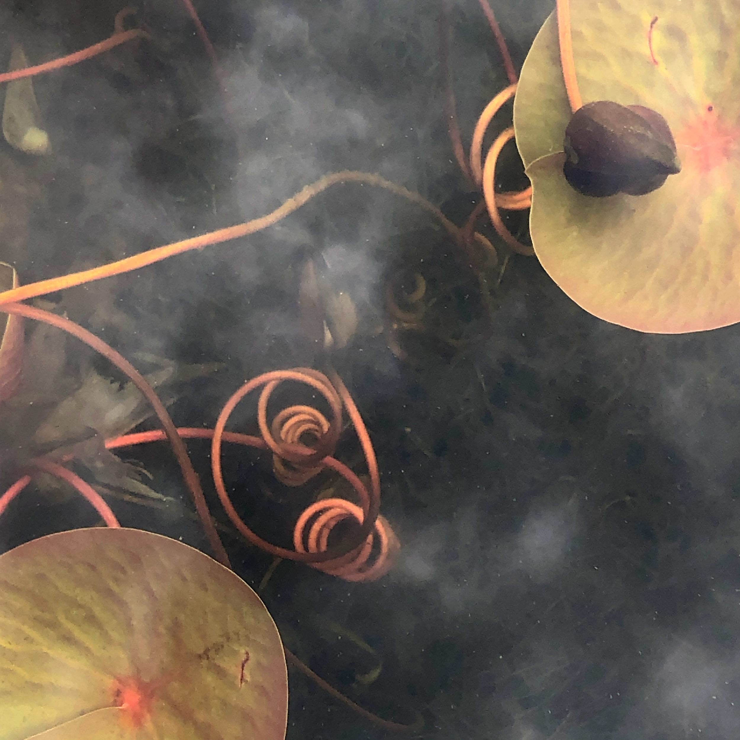 Nanci Kahn, Quiet Symphonies: Duet (2020)
