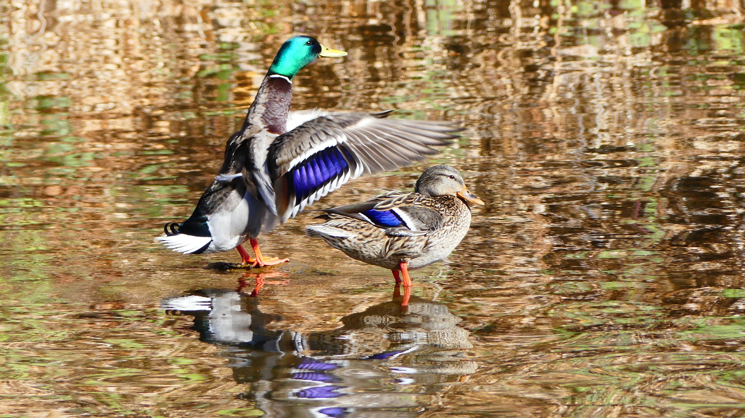 Diane Hudson, When Ducks Walk on Water