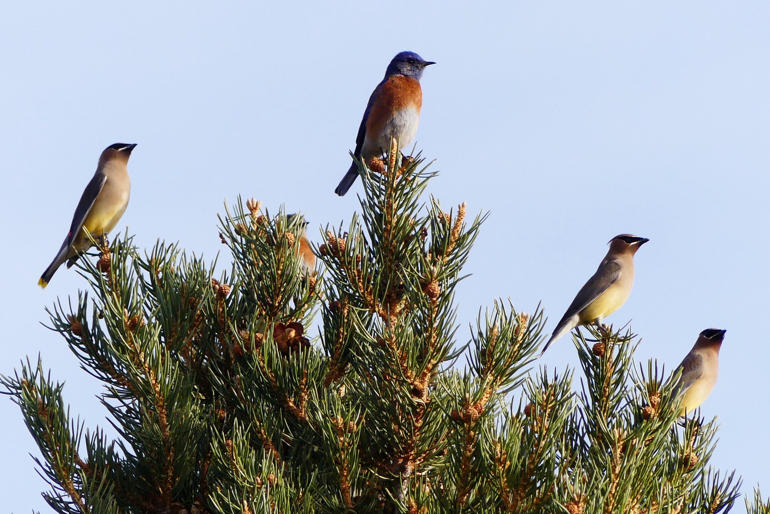 Diane Hudson, When Birds Grow on Trees