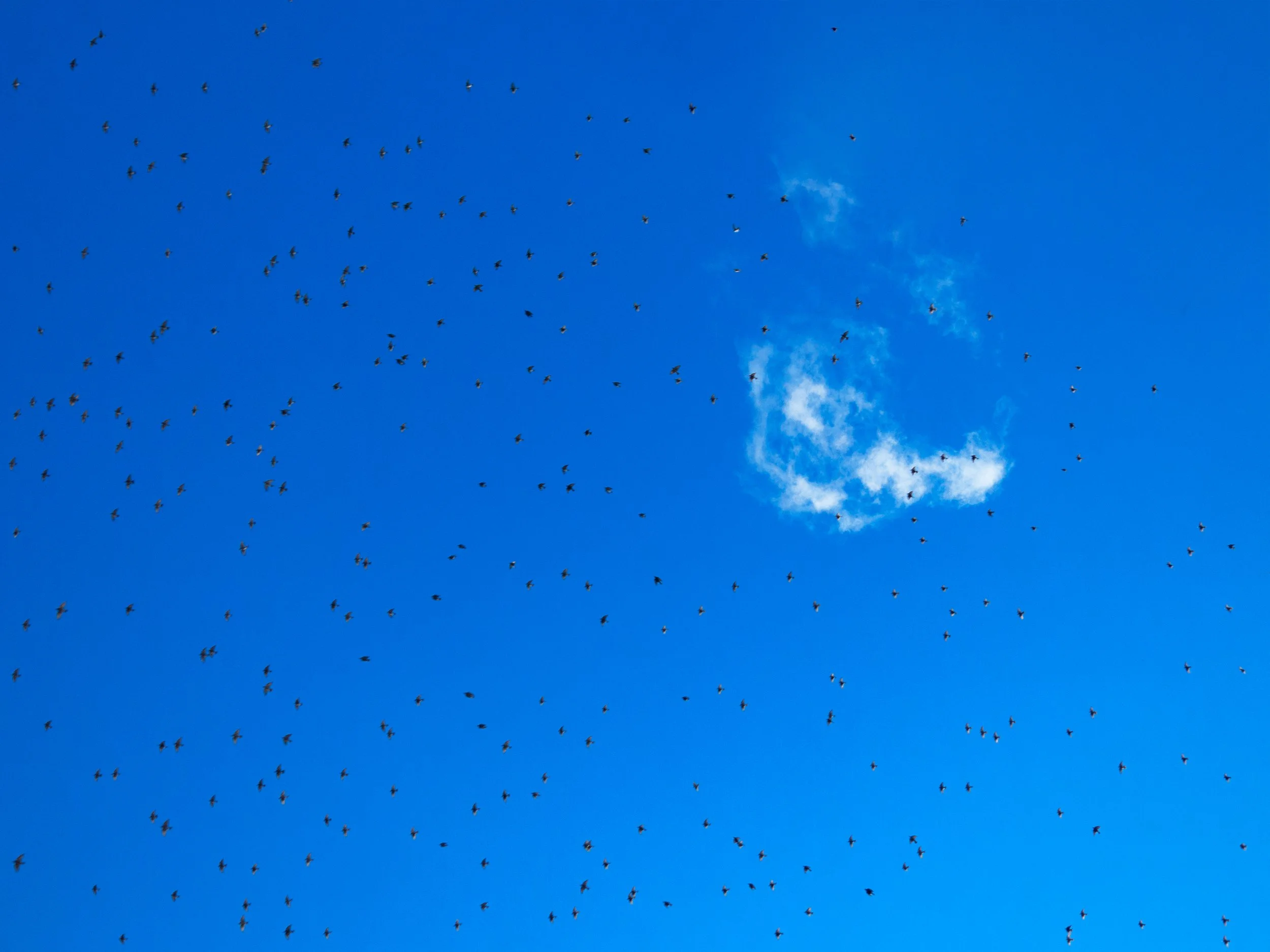 Carol Fonde, Flight 12, Munjoy Hill (2020)