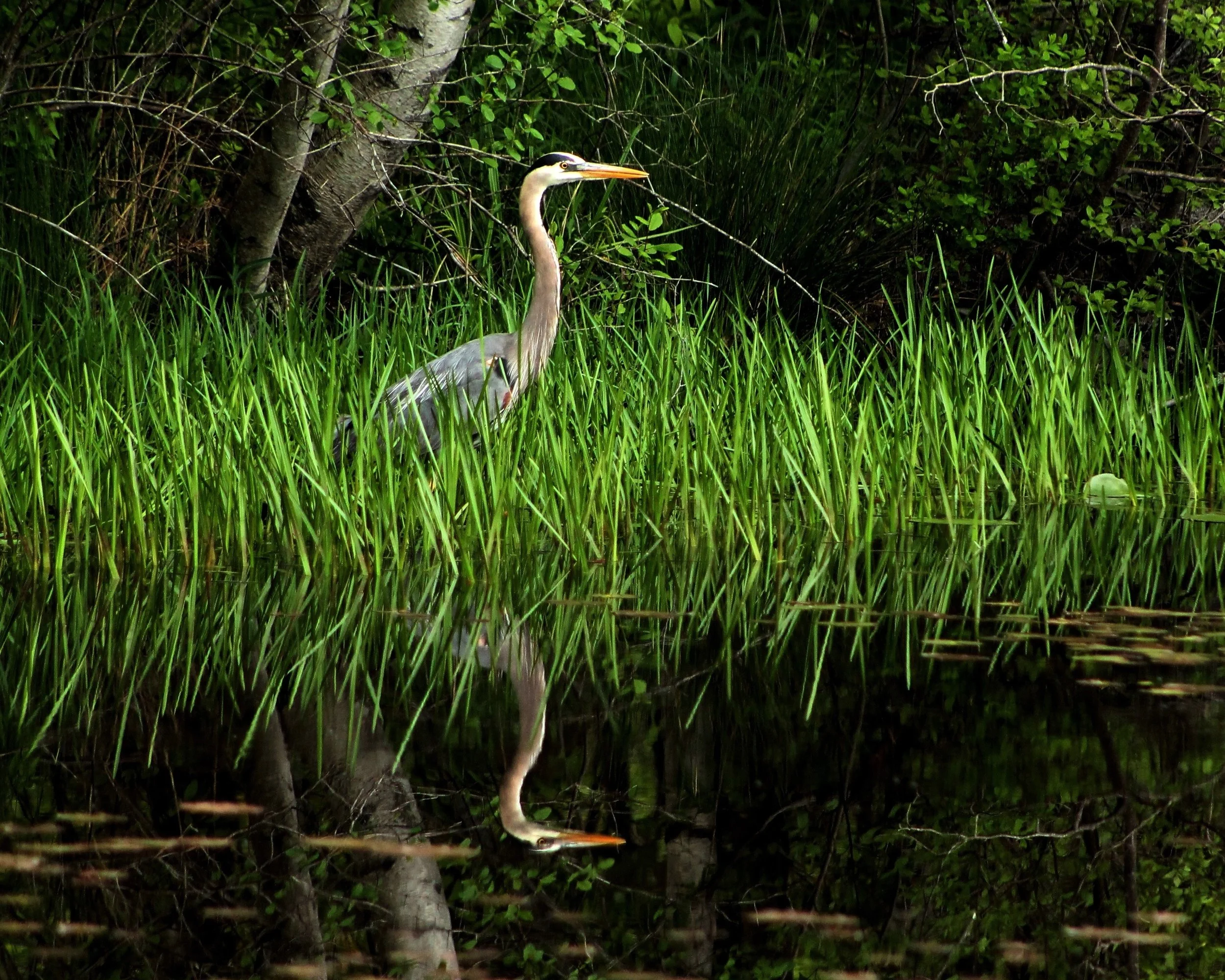 Betsy Headley, Great Blue Heron Reflection	