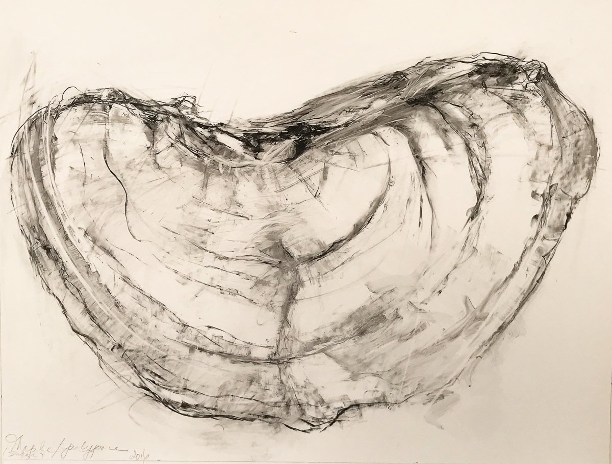 Sugar Maple Polypore Study (2019)
