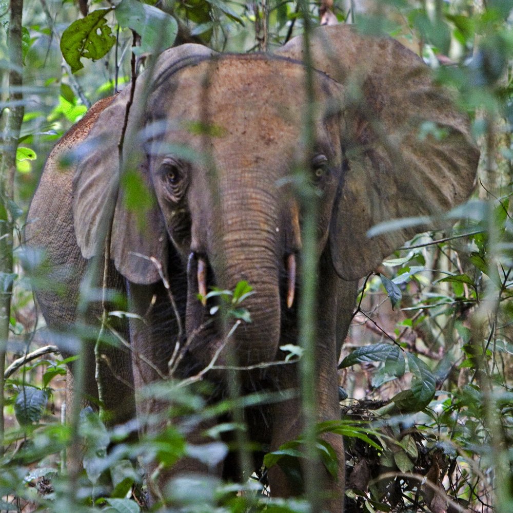 Elephant Gabon