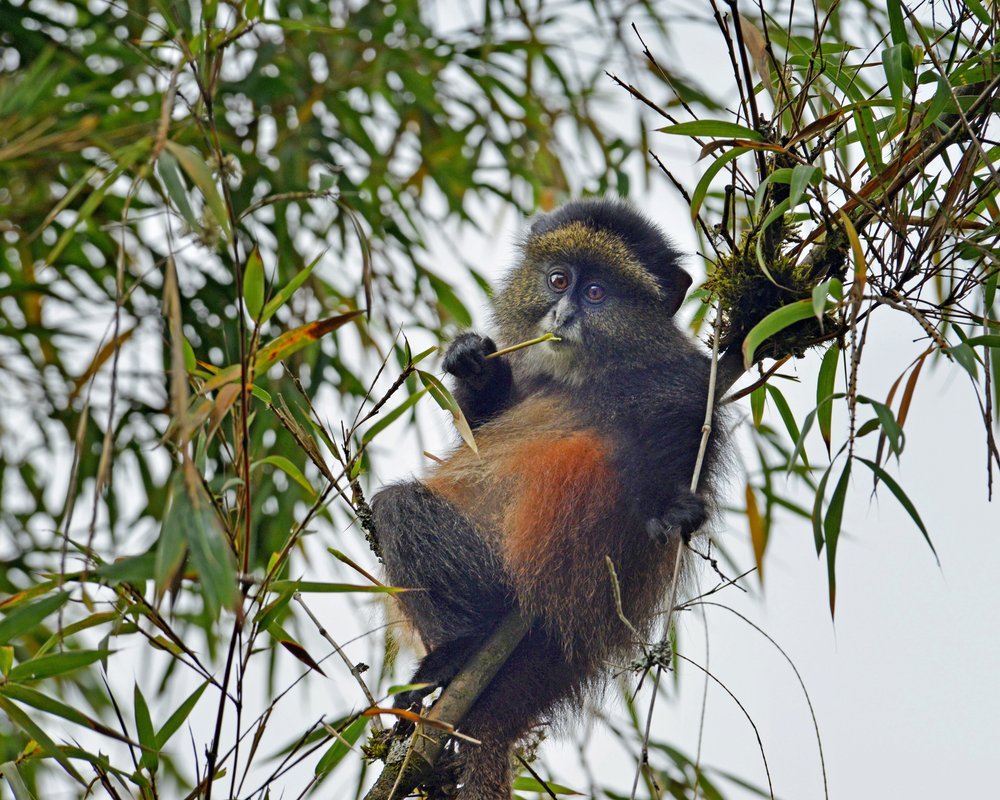 Golden Monkey #2, Rwanda