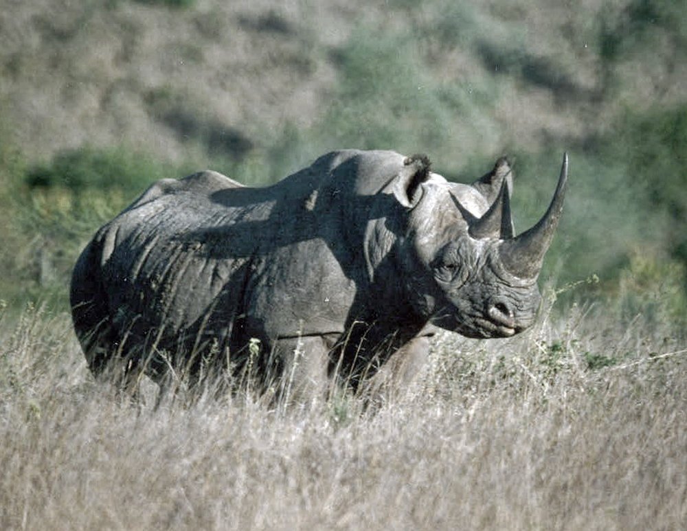 Botswana Rhino