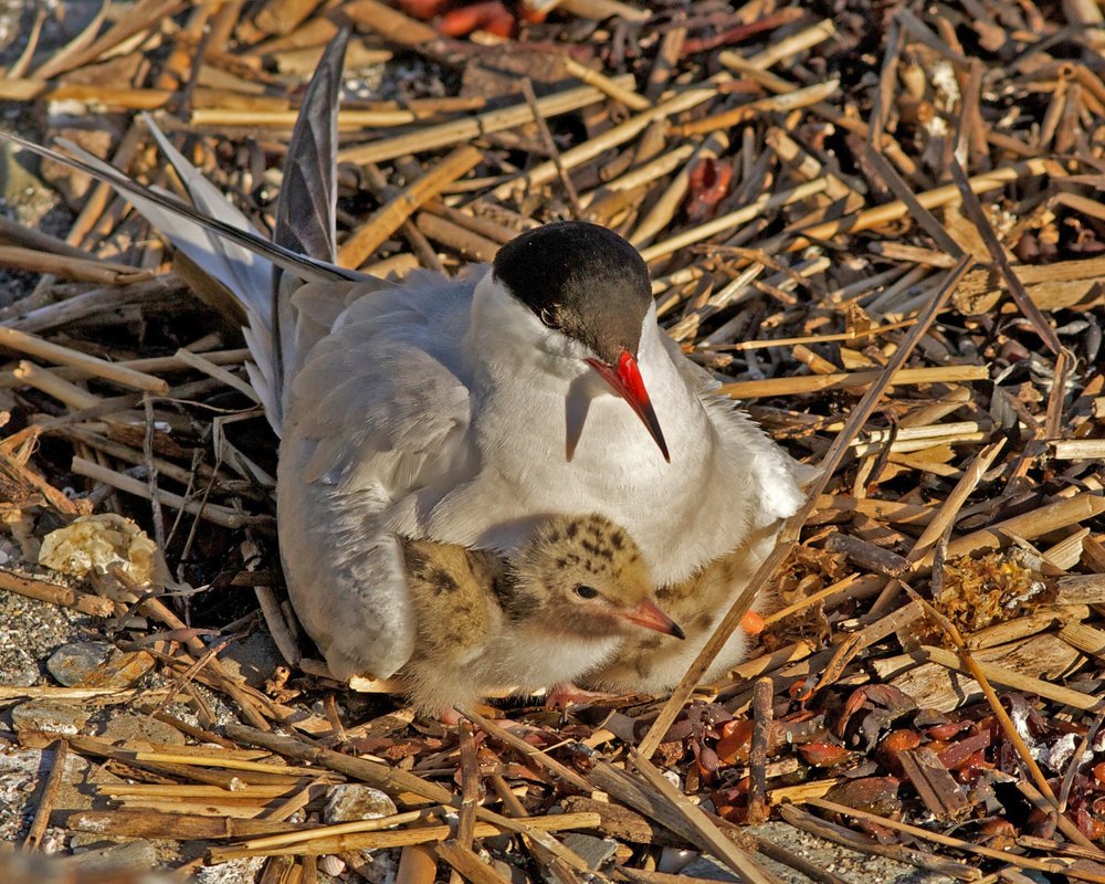 Stratton Island Terns #5