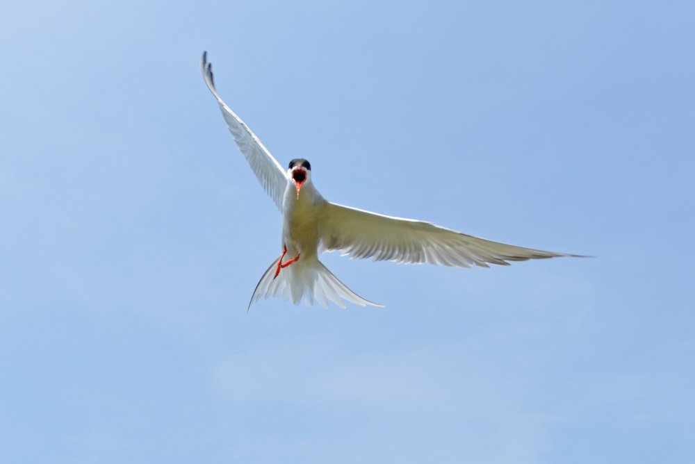 Stratton Island Terns #2