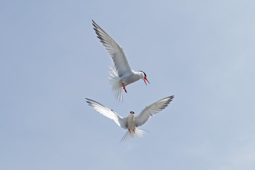 Stratton Island Terns  #1