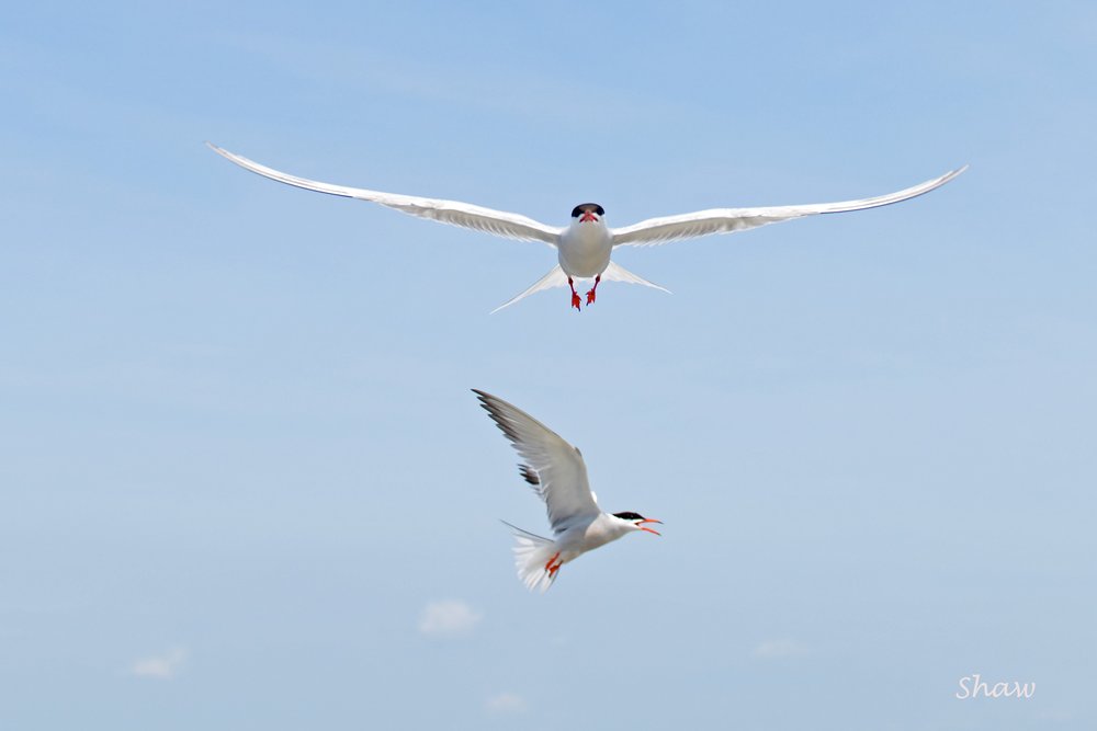 Stratton Island Terns #3