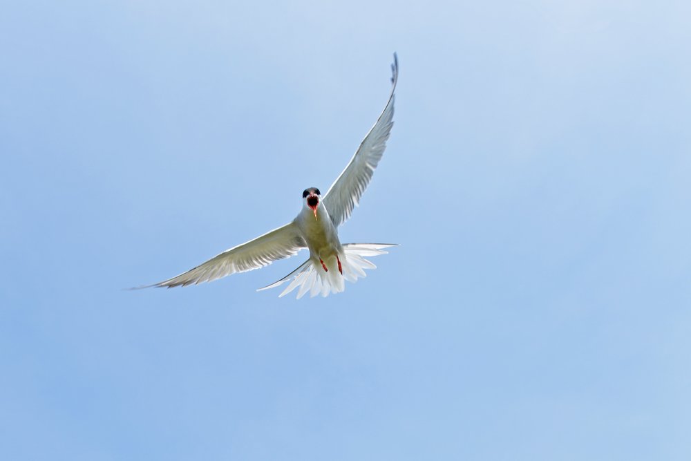 Stratton Island Terns #4