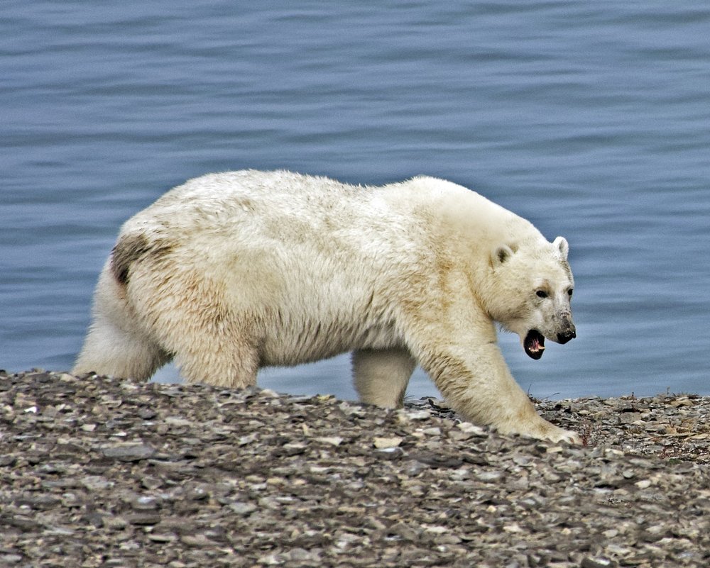 Arctic Polar Bear