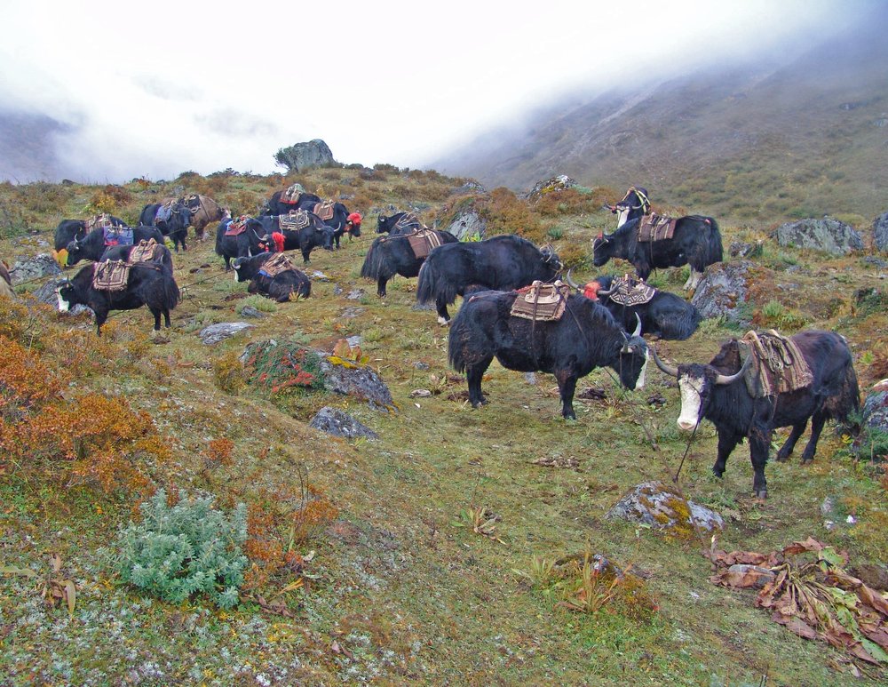 Yak caravan, Bhutan #1