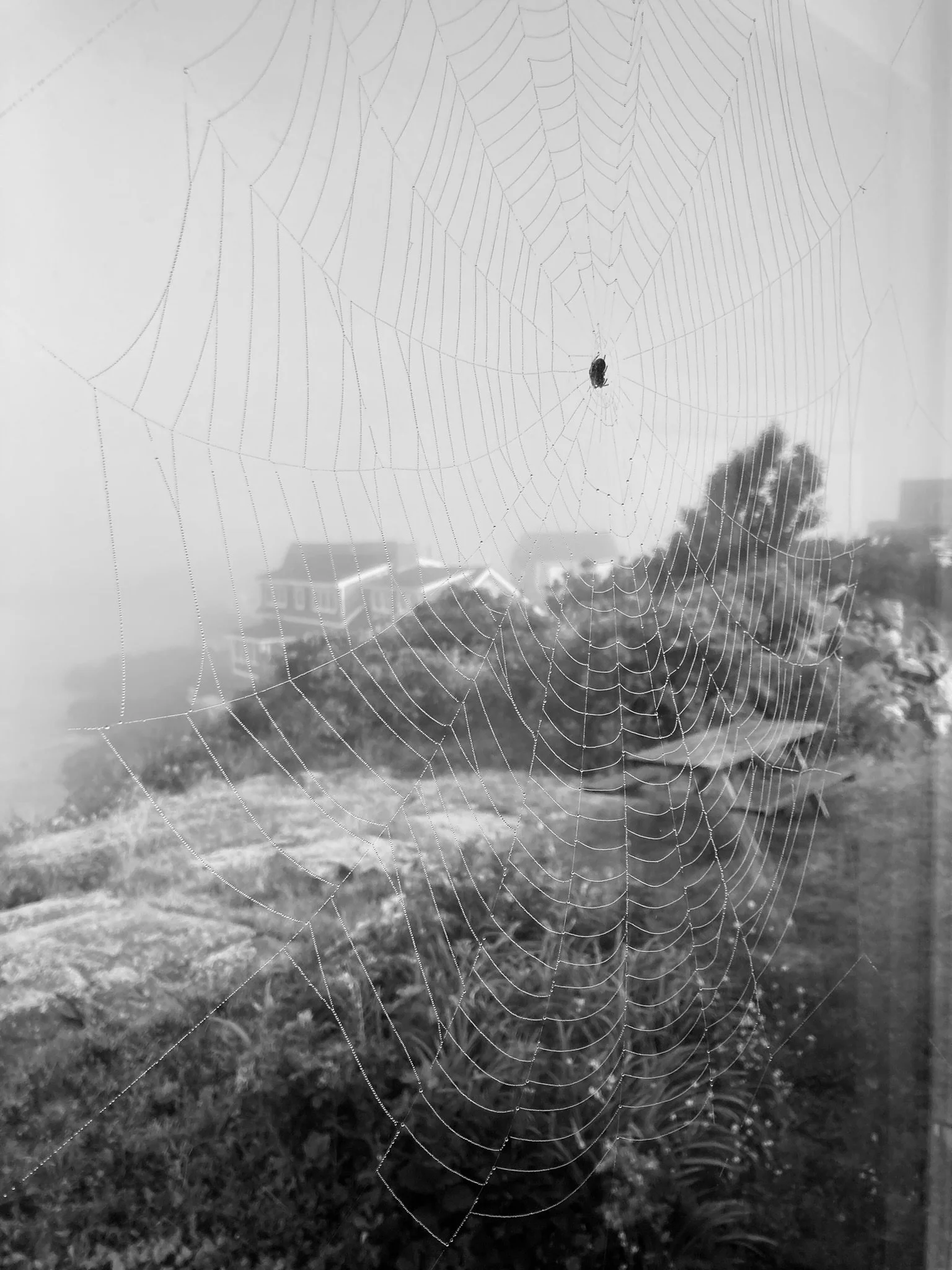 Kelli LK Haines, Foggy Morning Visitor	