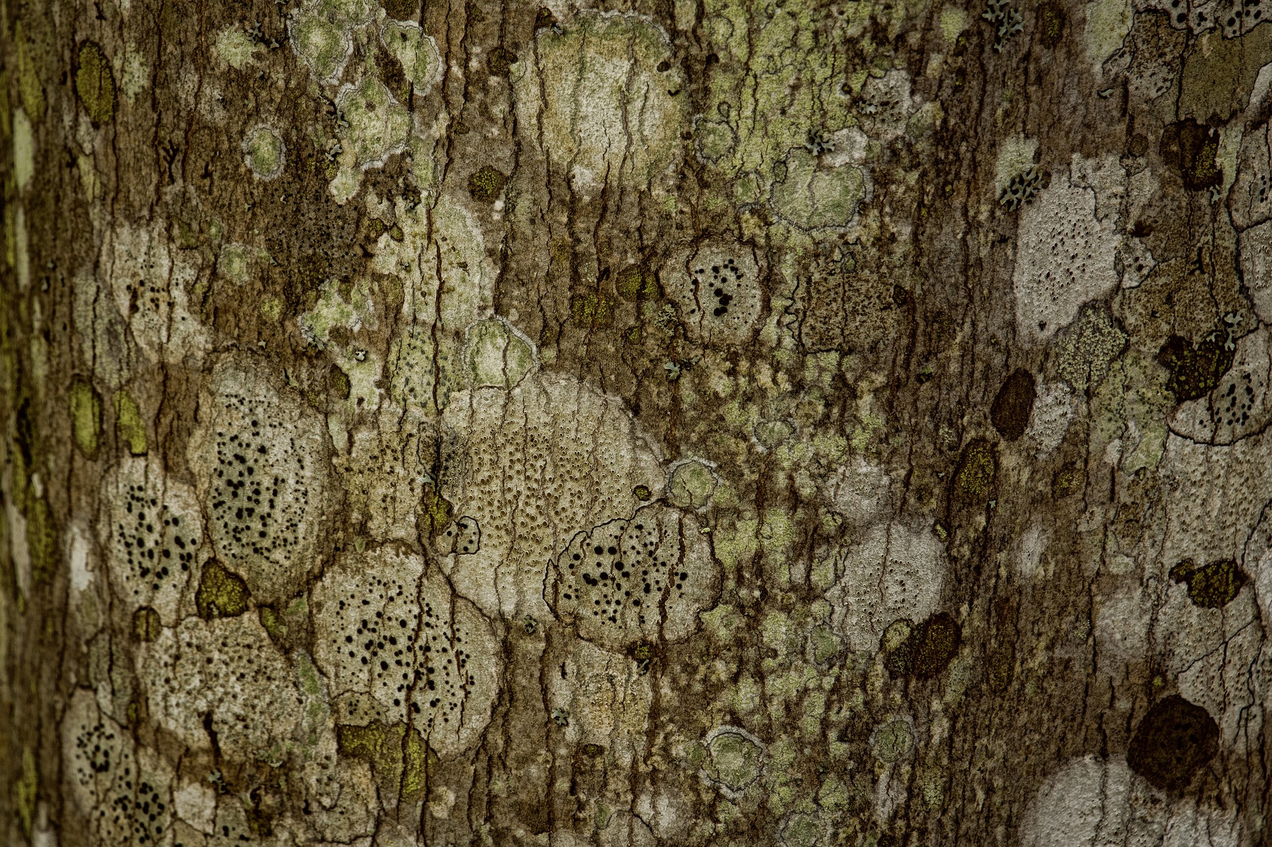 Sandra A. Wescott, Lichen (2025)	