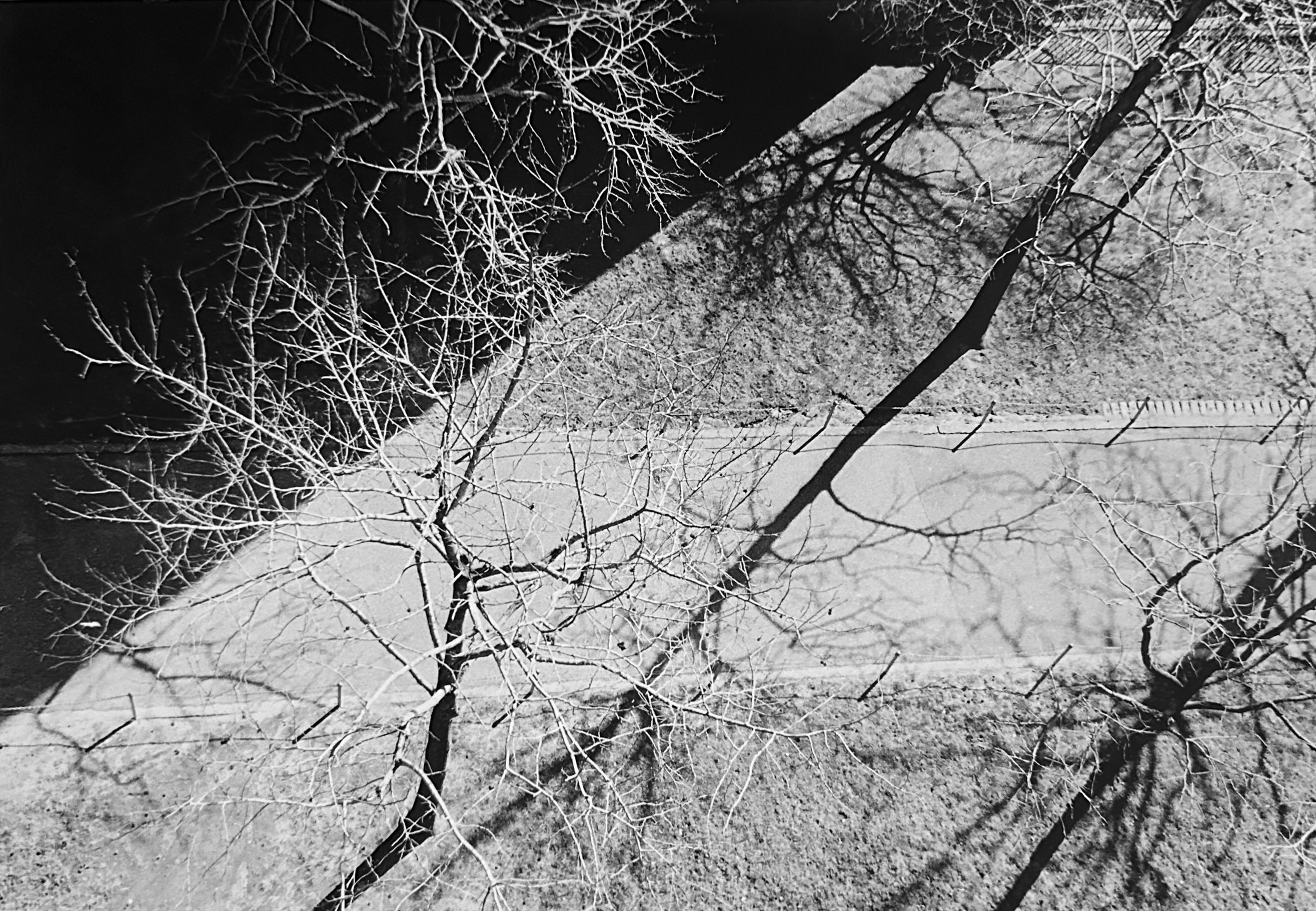 Claudia Dricot, Stuyvesant Trees (1991)	