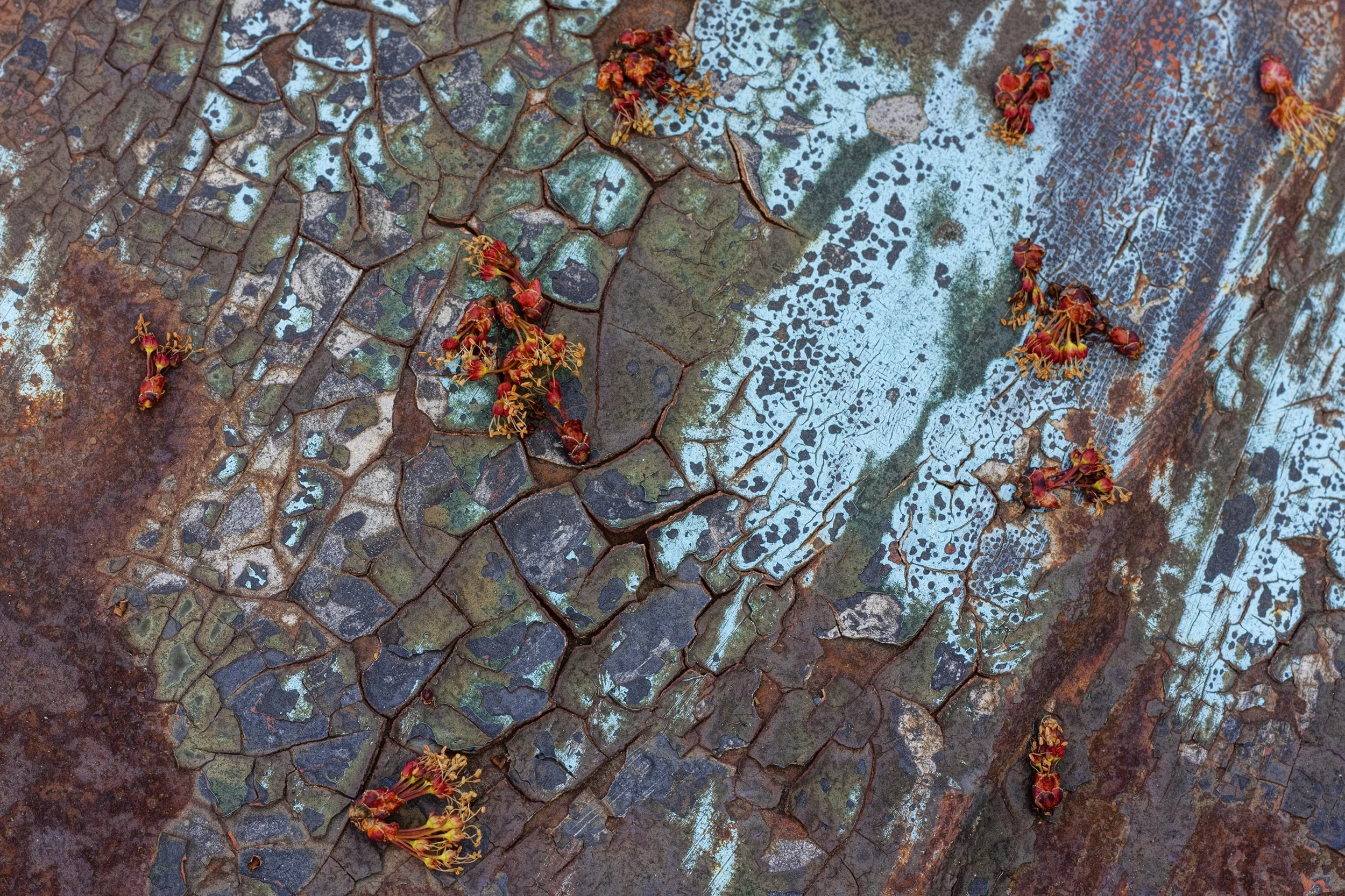 Sandra A. Wescott	Decay (2025)	