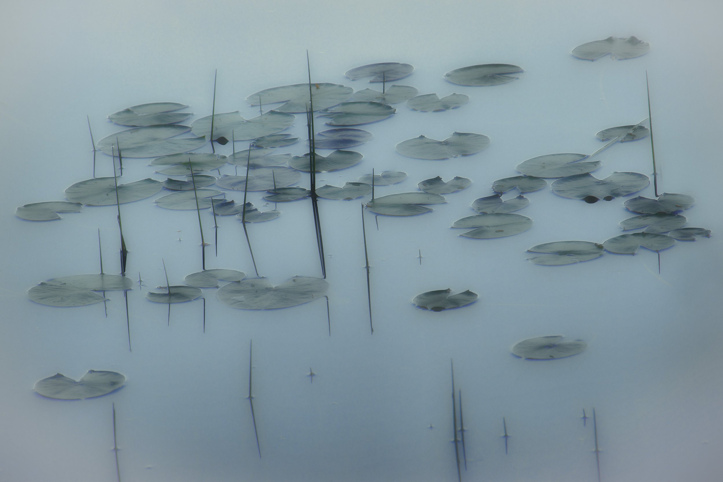 Sandra A. Wescott, Serenity (2025)	