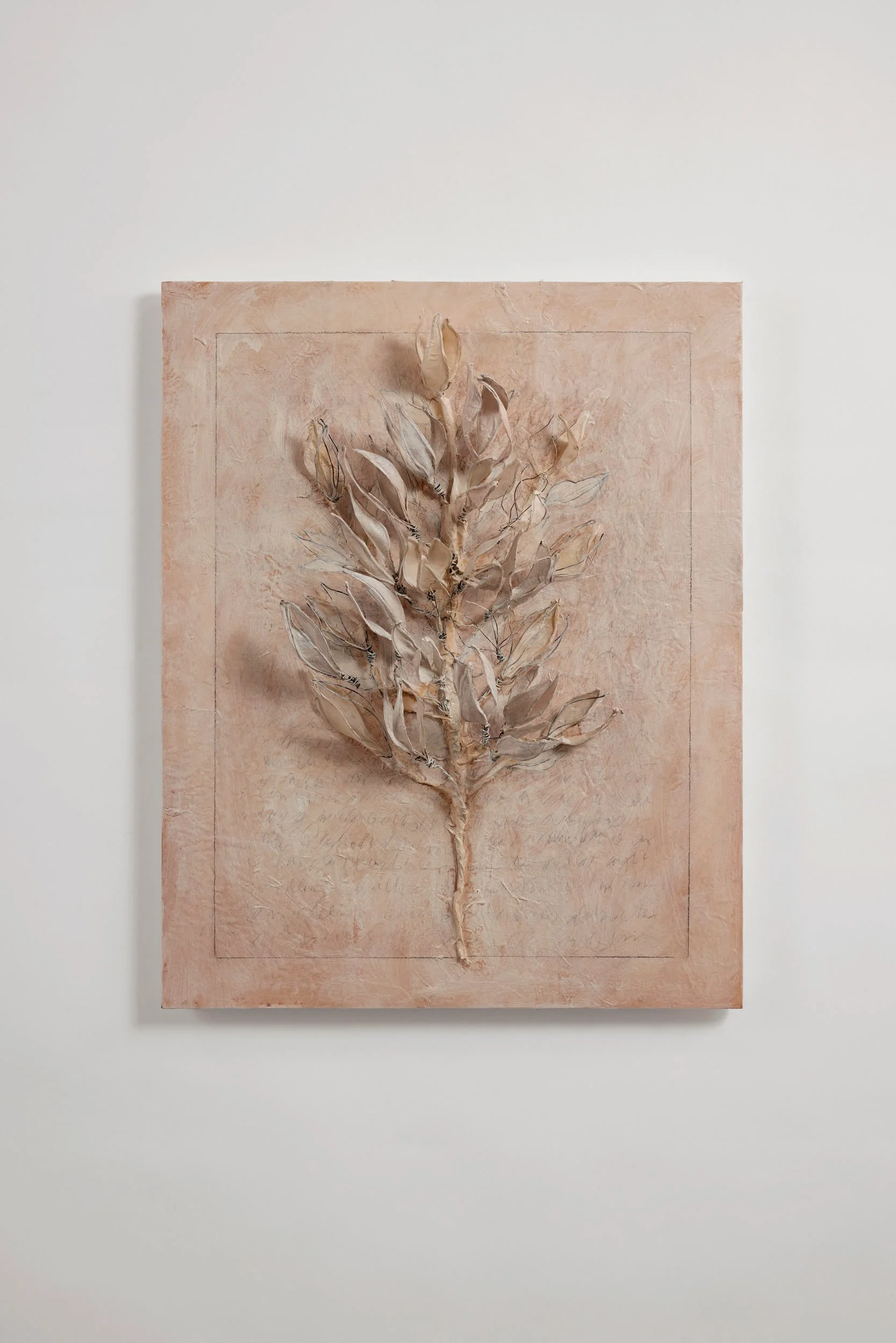 Seeds: Yucca filamentosa (2024)